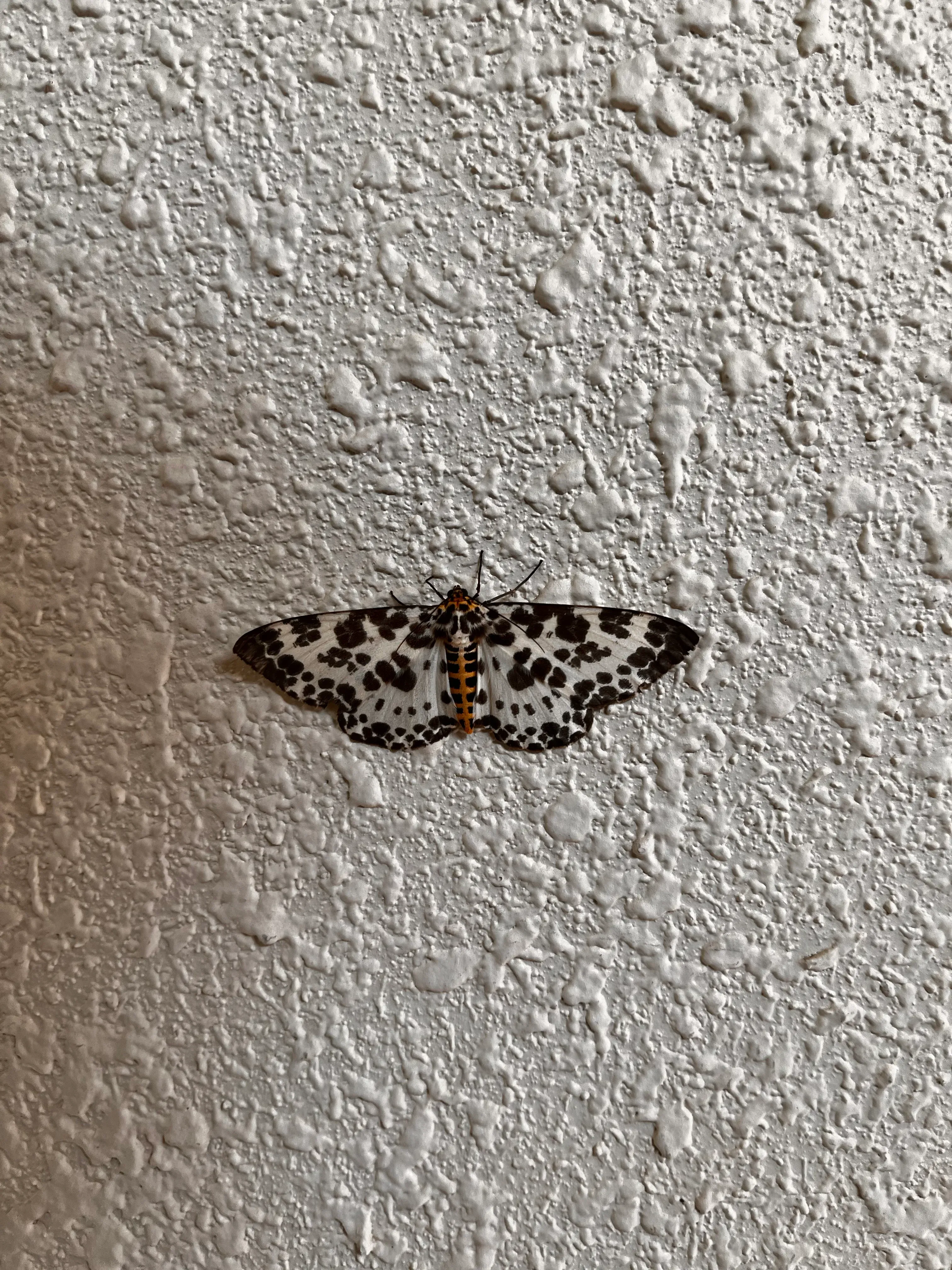 Shikisai-hotel Butterfly