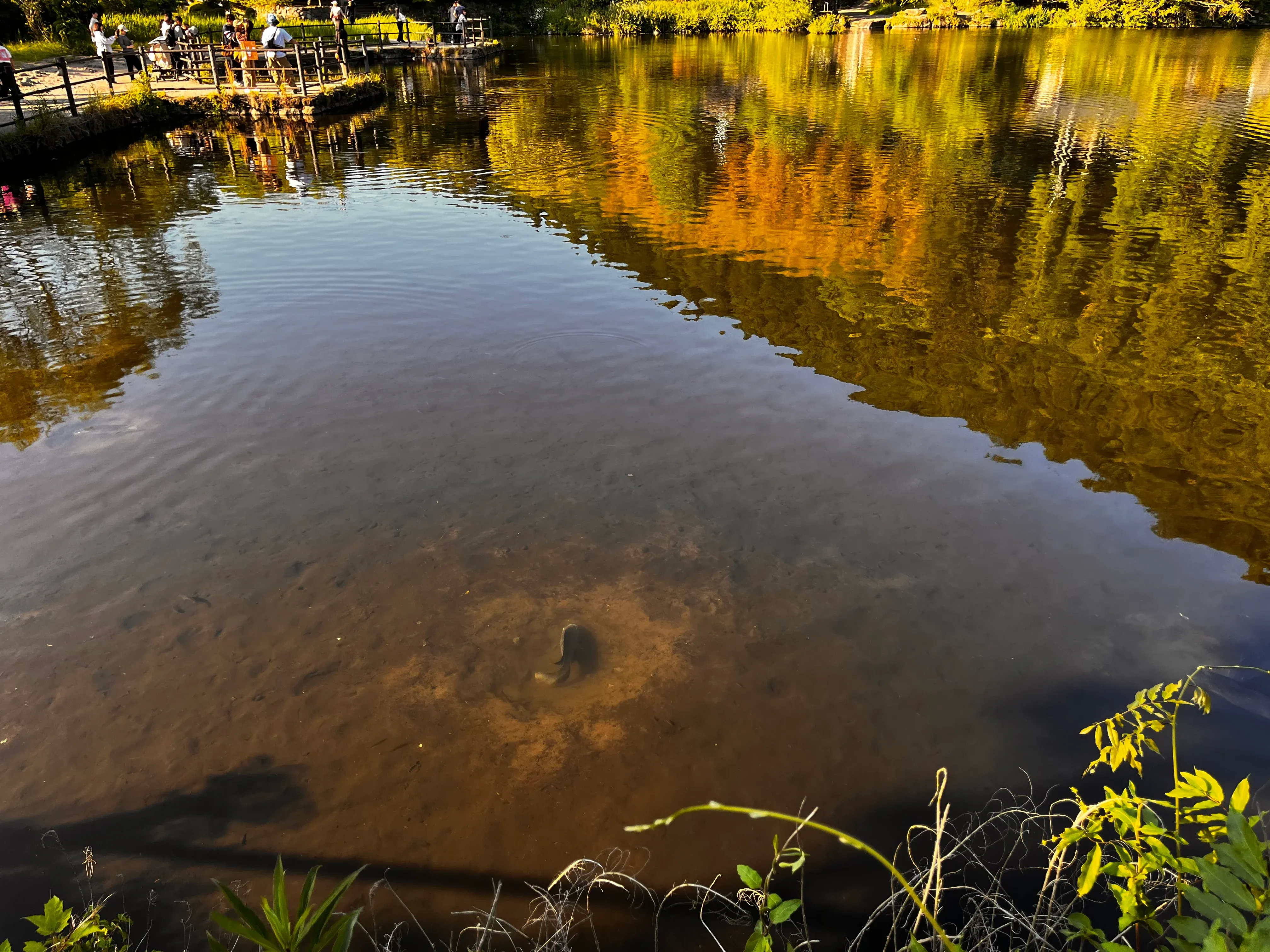 Lake Kinrin Fish