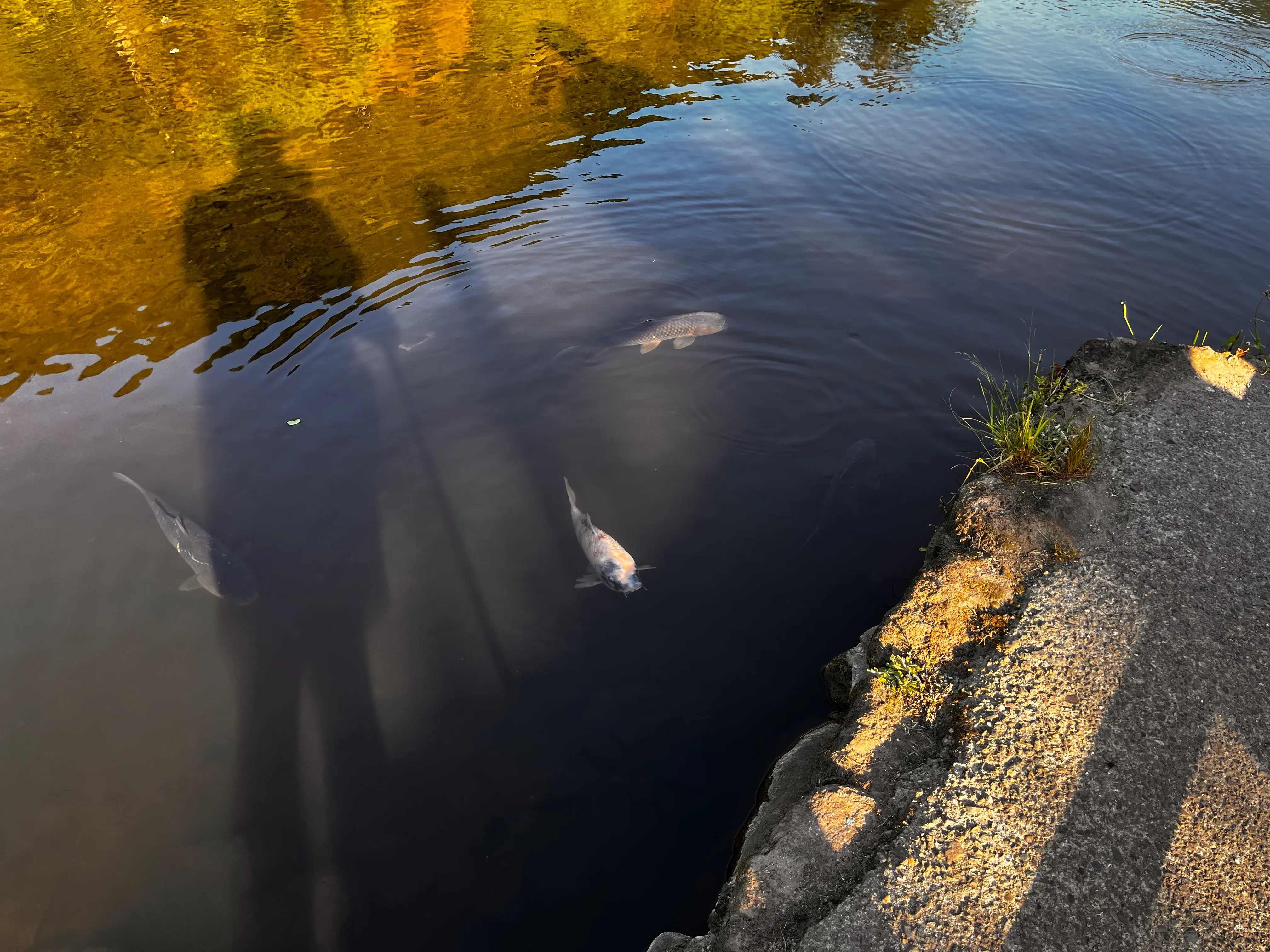 Lake Kinrin Koi