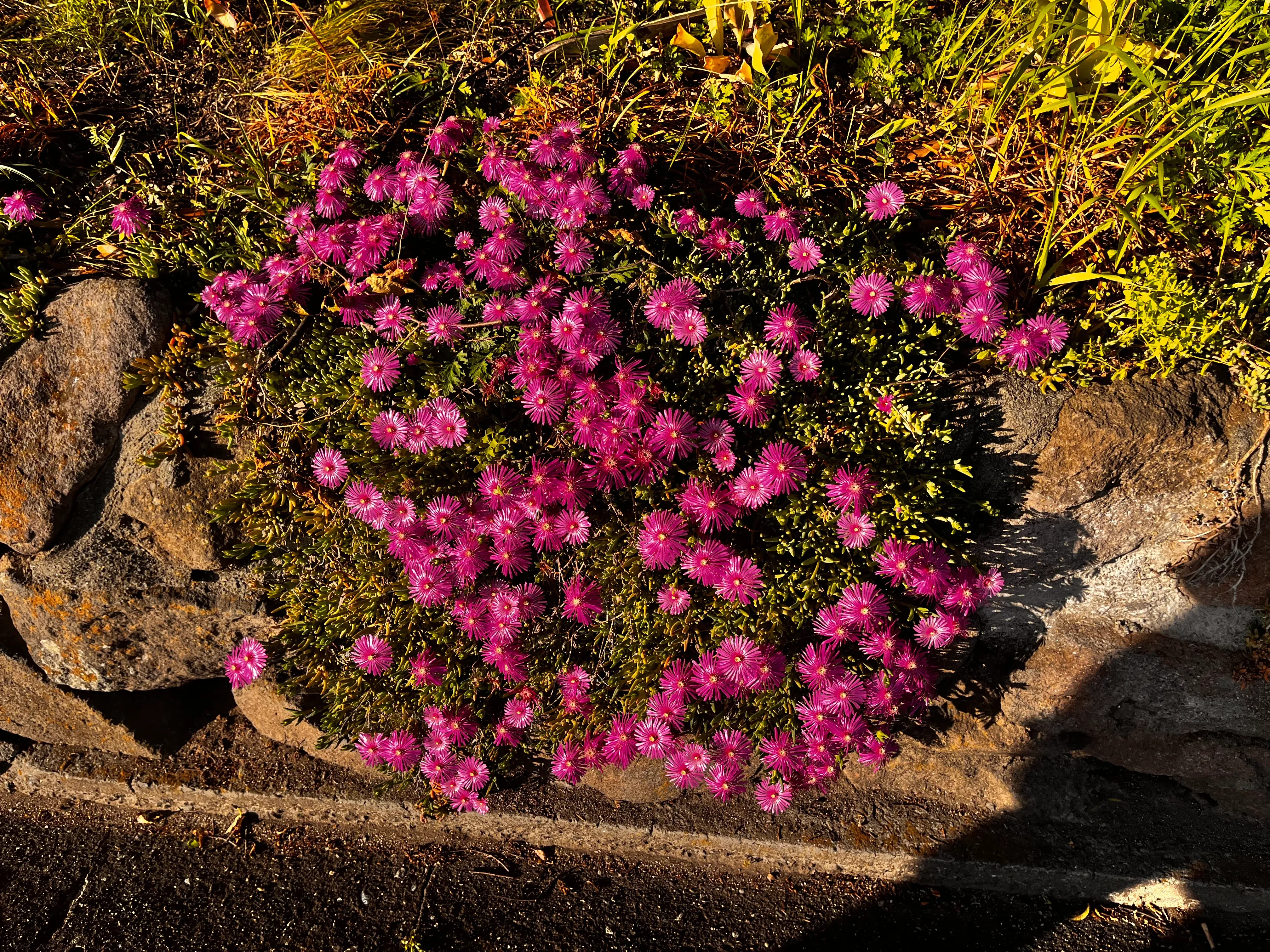 Yufuin Flower