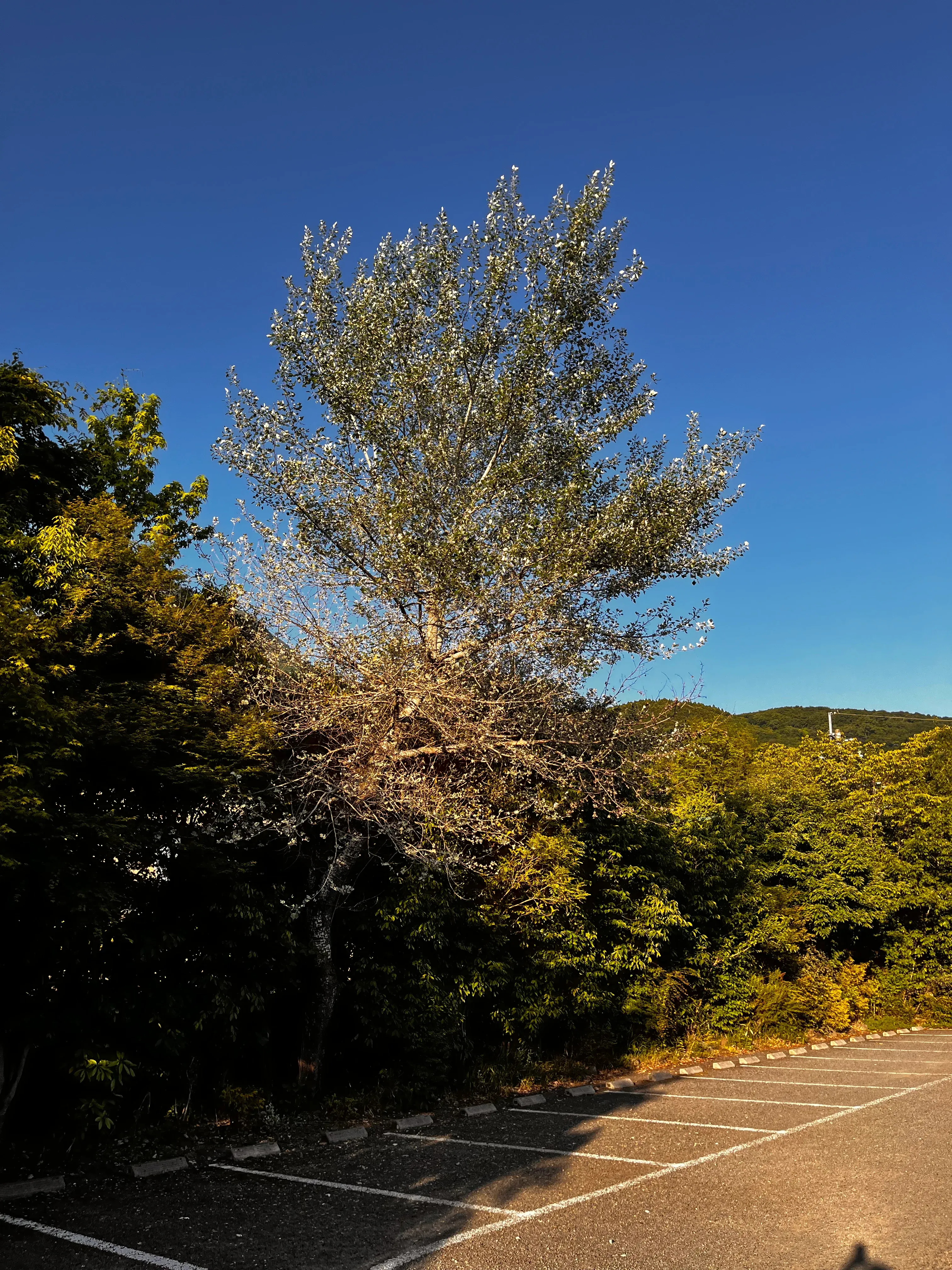 Shikisai-hotel Car Park