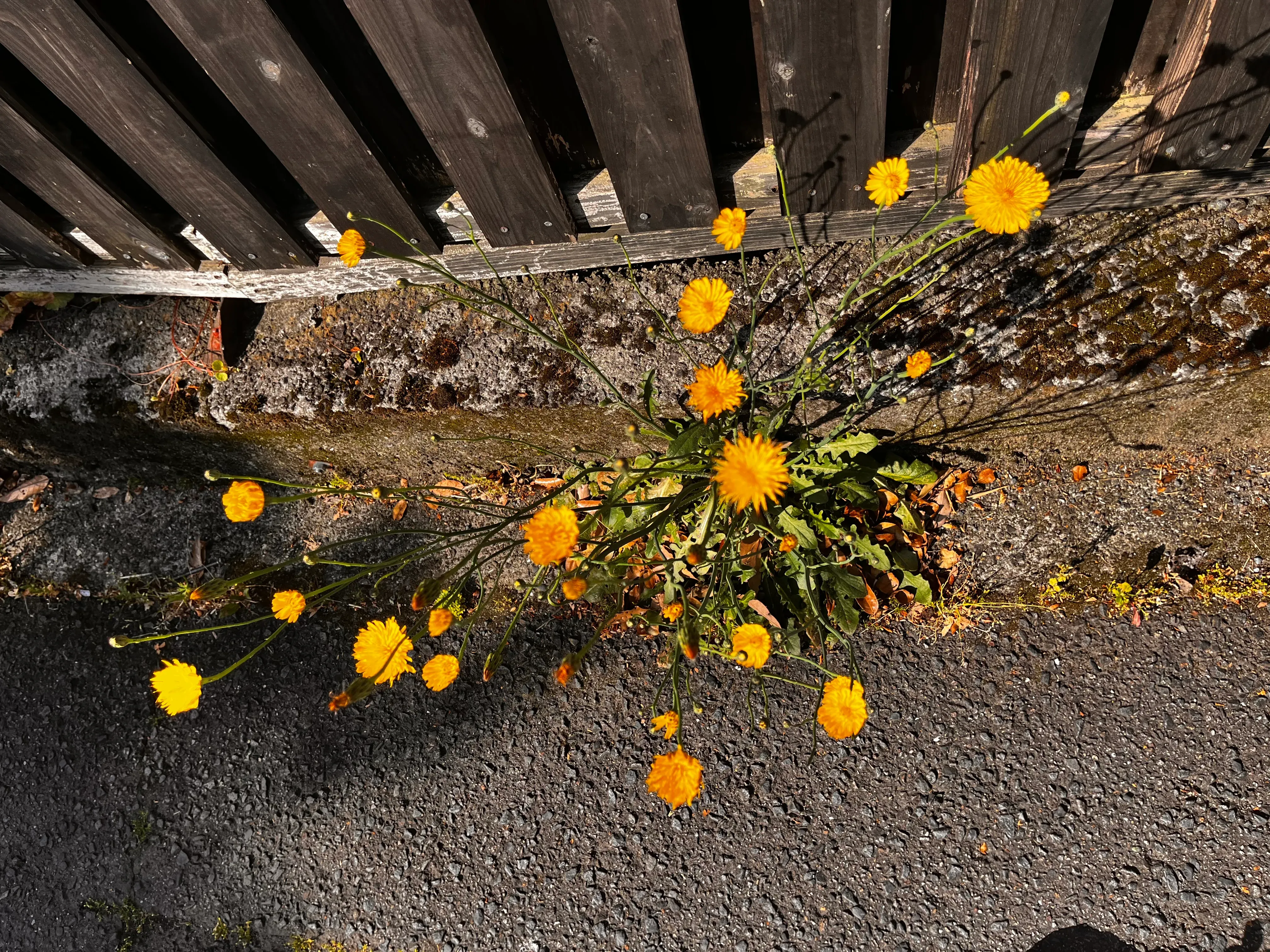 Yufuin Flower