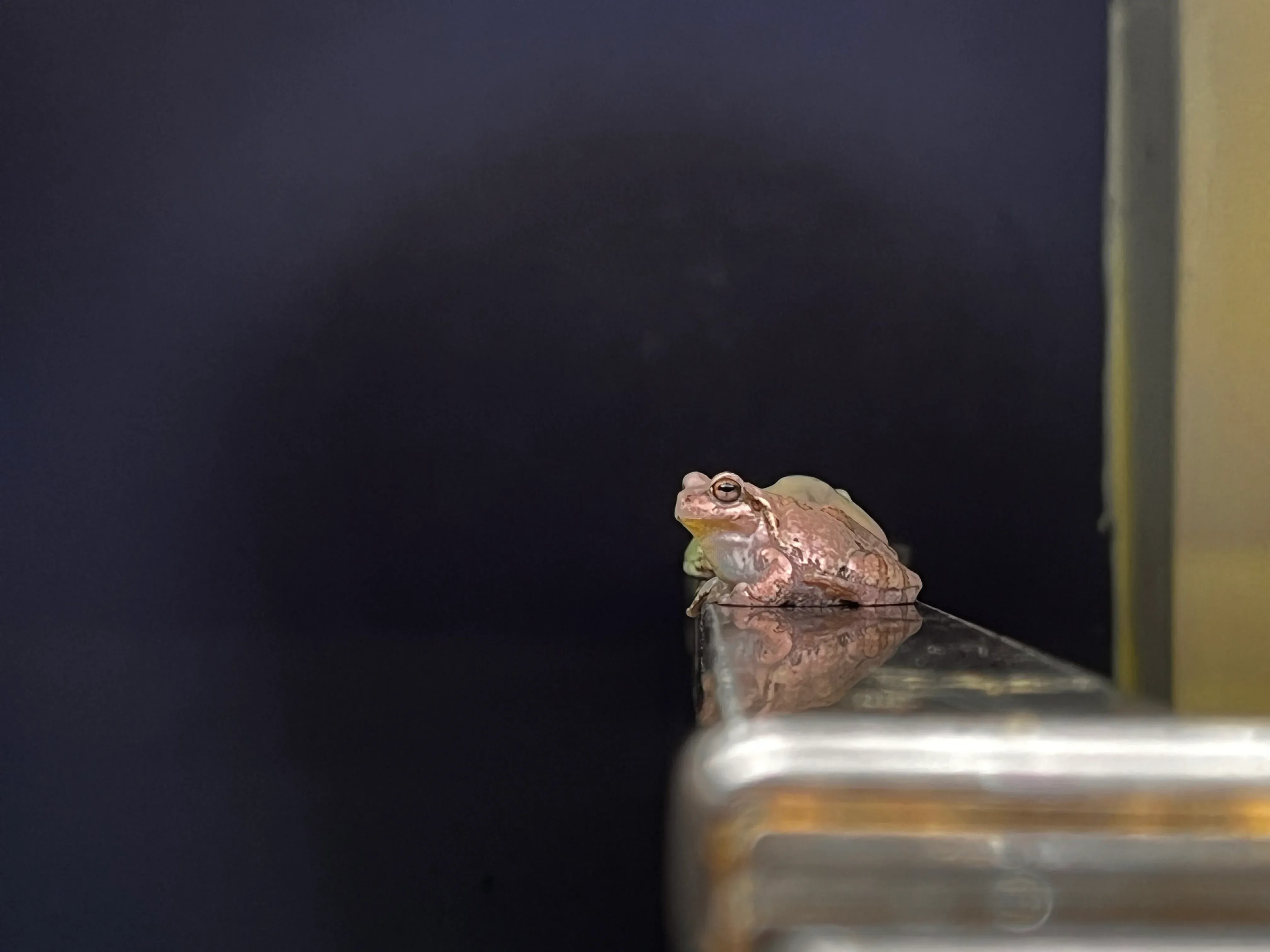 Umitamago Aquarium Frog