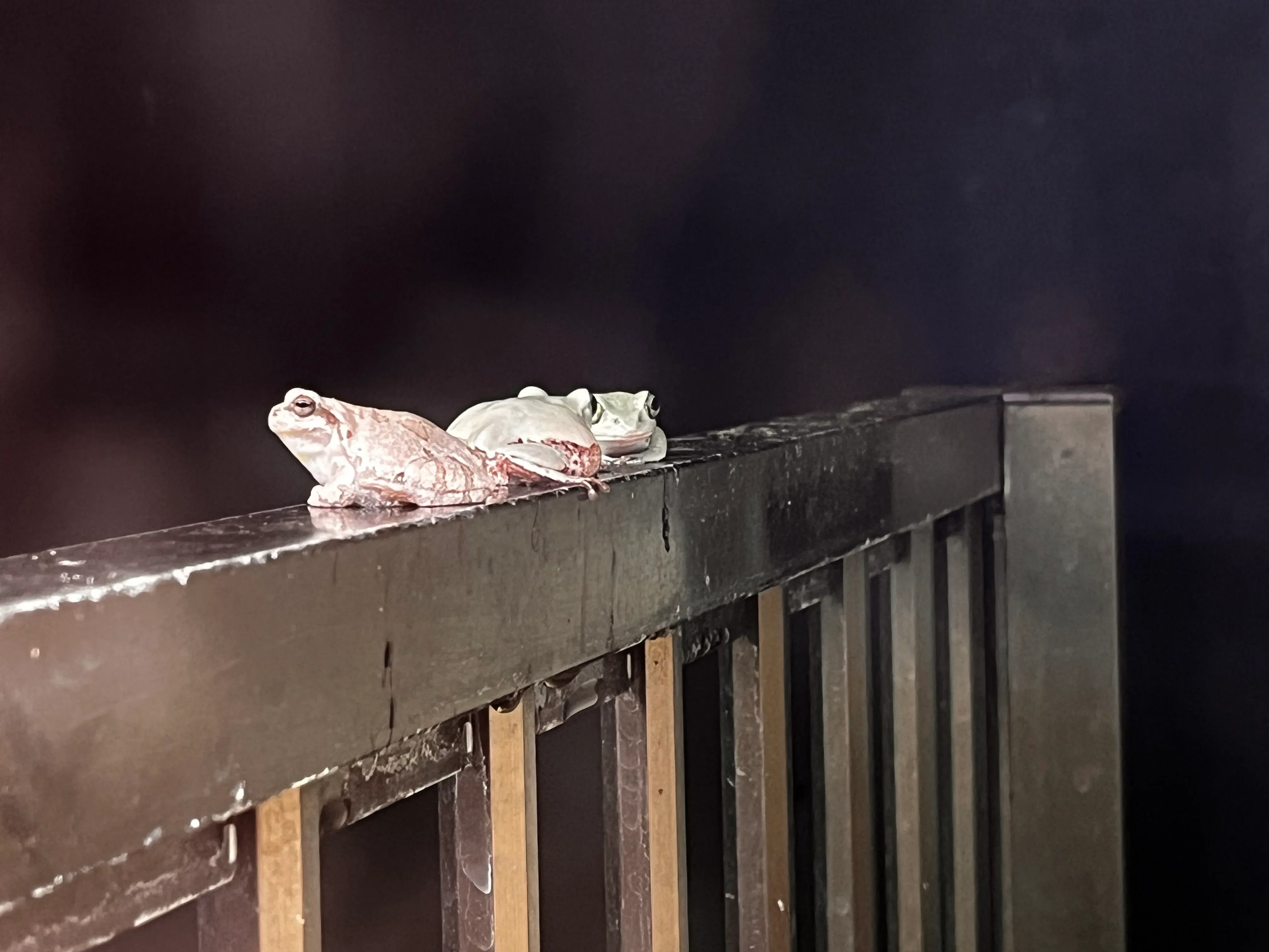 Umitamago Aquarium Frog