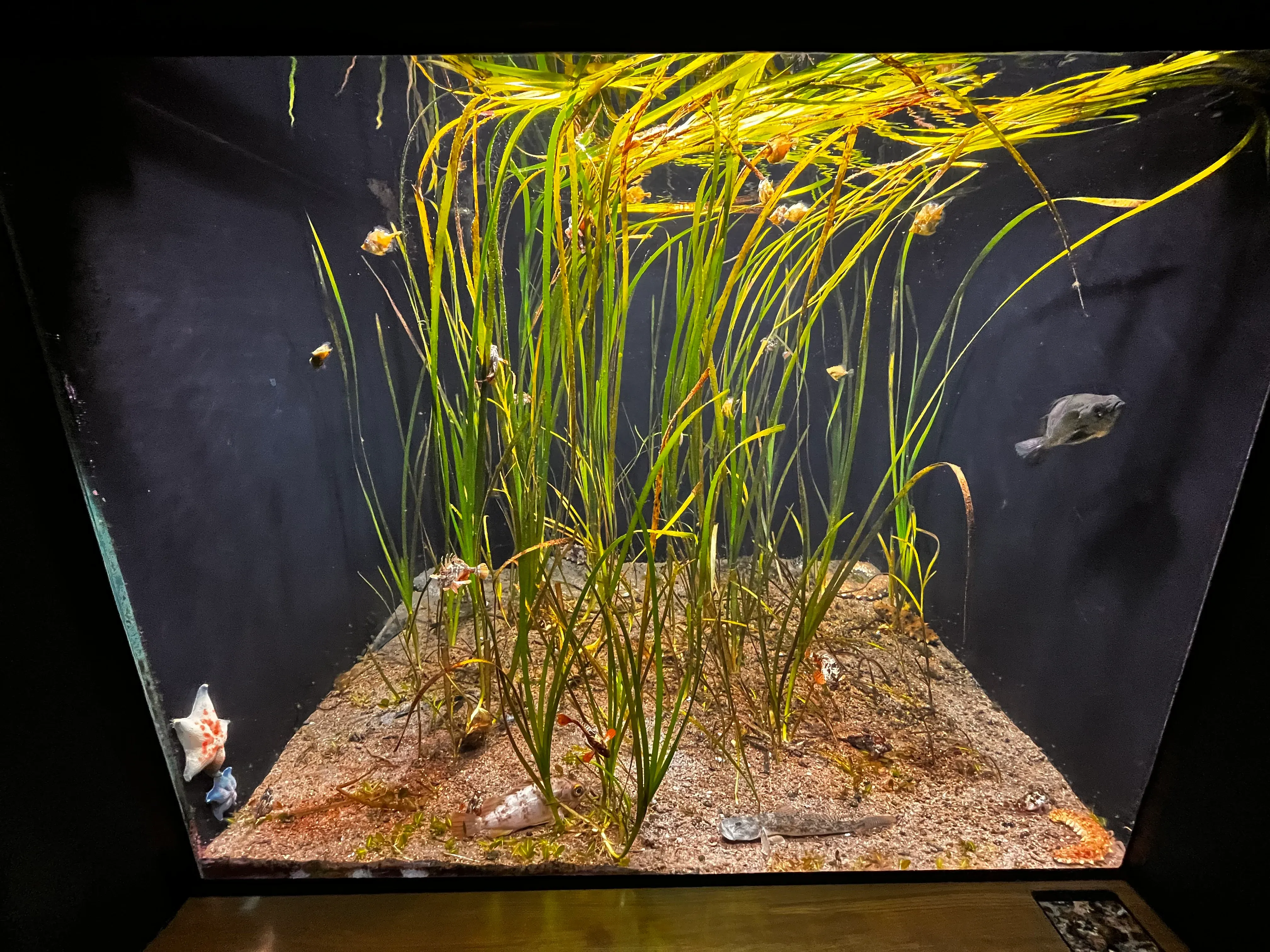 Umitamago Aquarium Fish