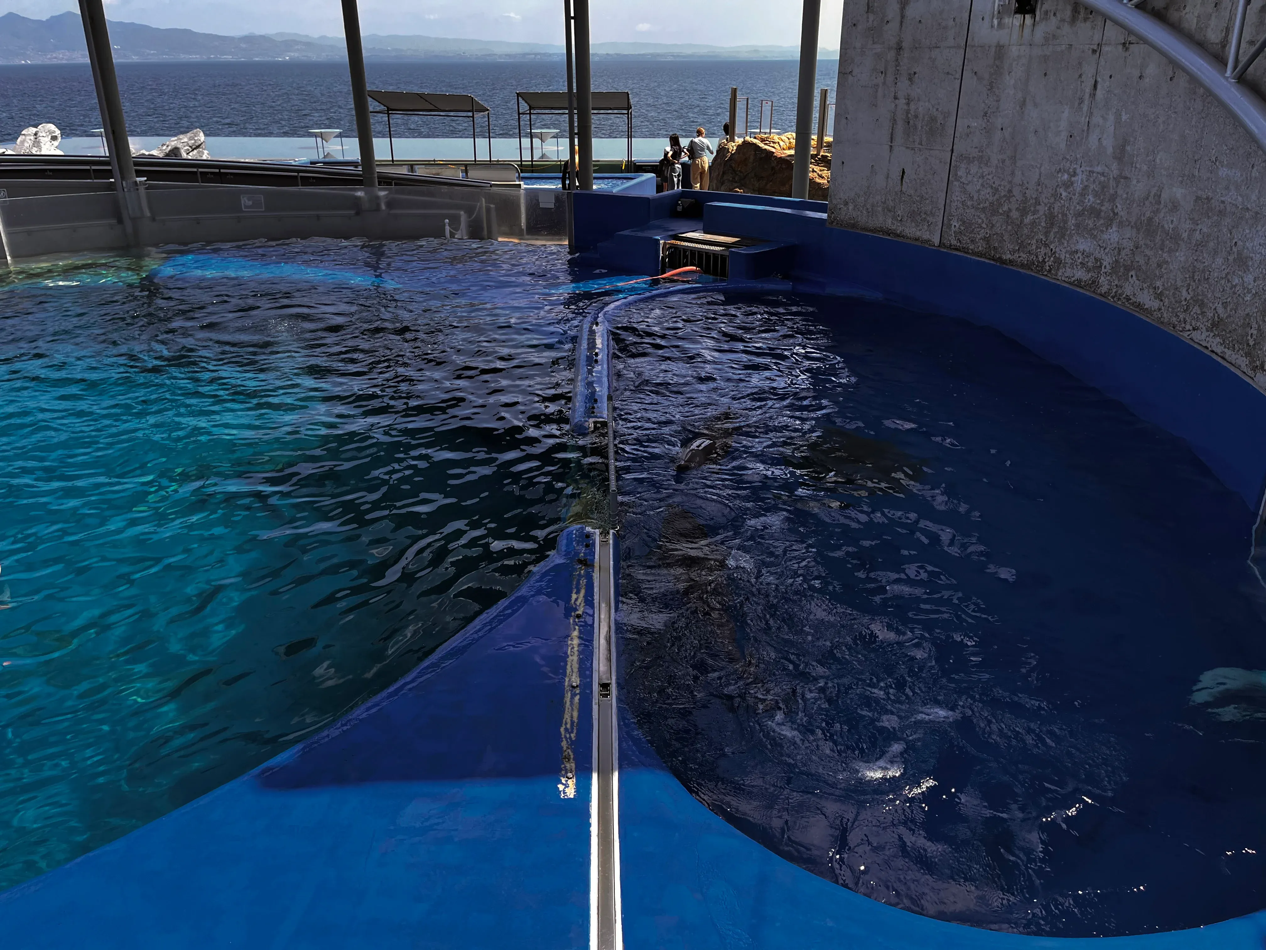 Umitamago Aquarium Dolphin Show