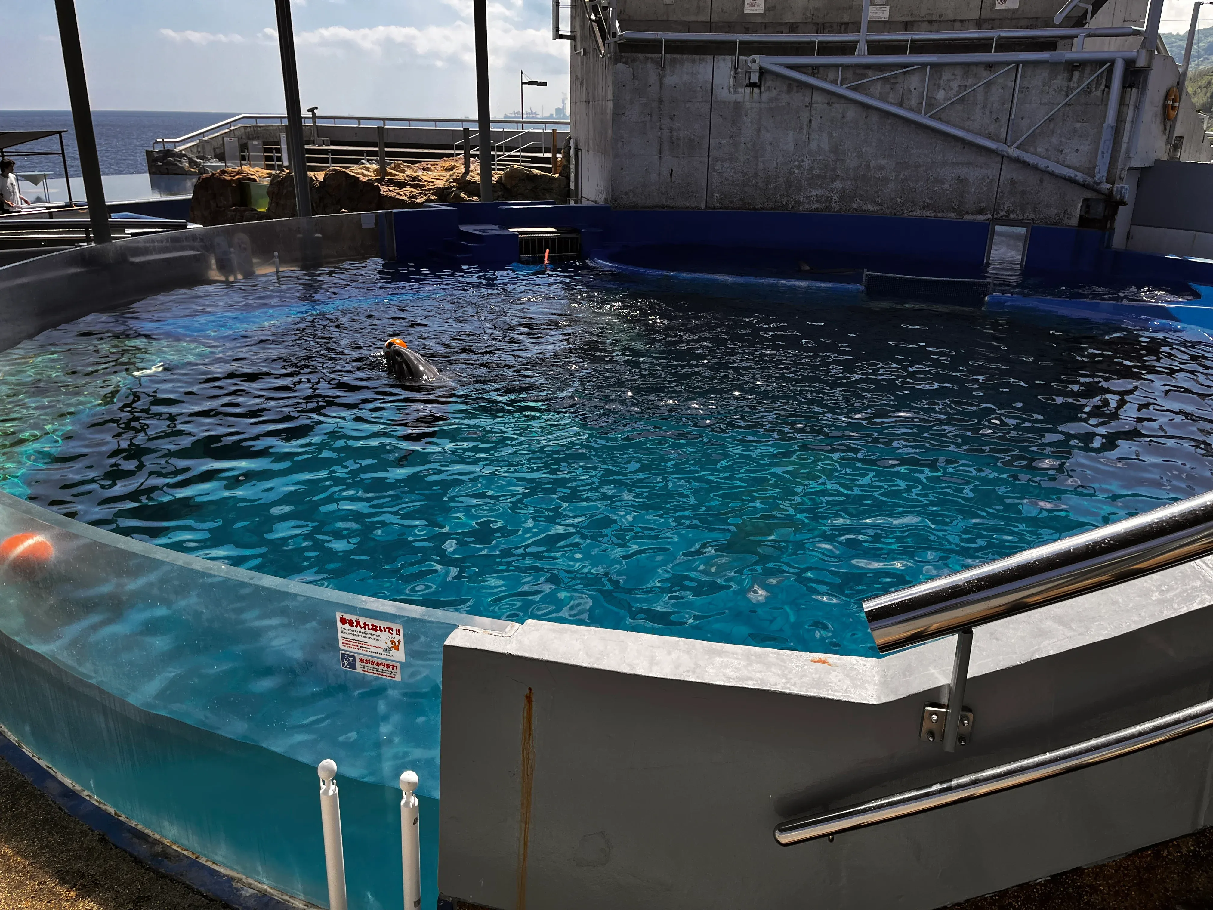 Dolphins Show