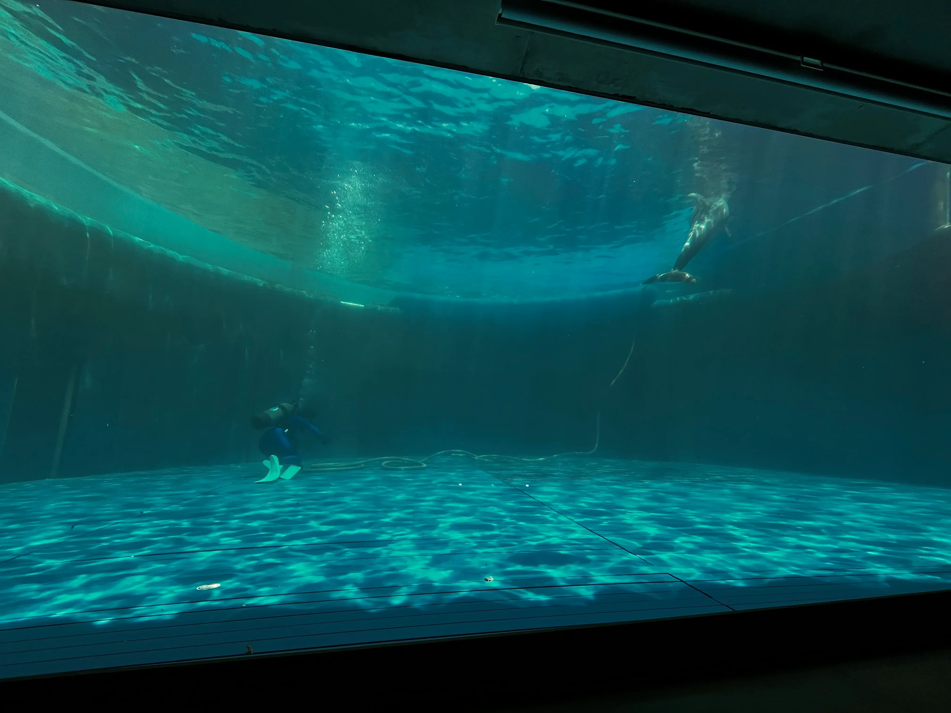 Umitamago Aquarium Dolphin and ppl