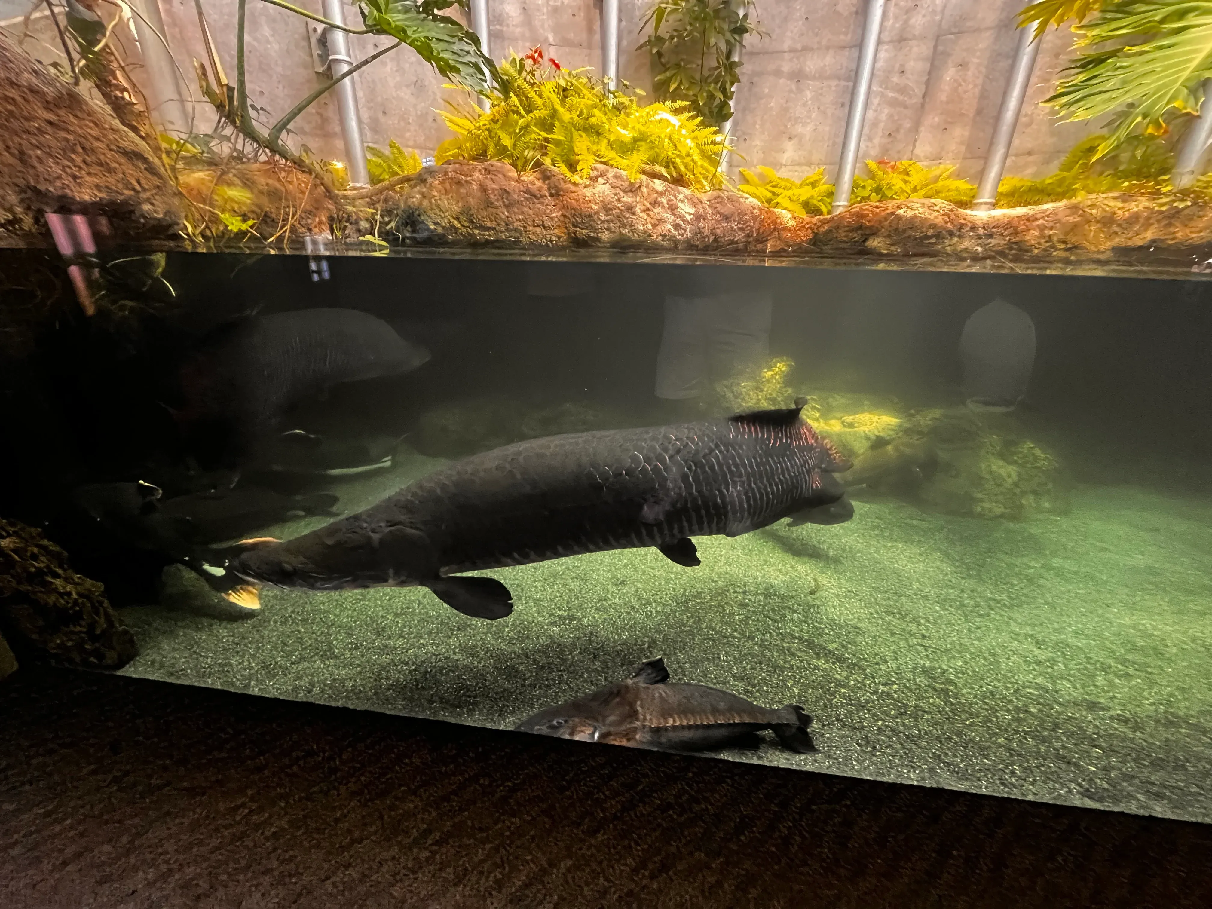 Umitamago Aquarium Huge fish