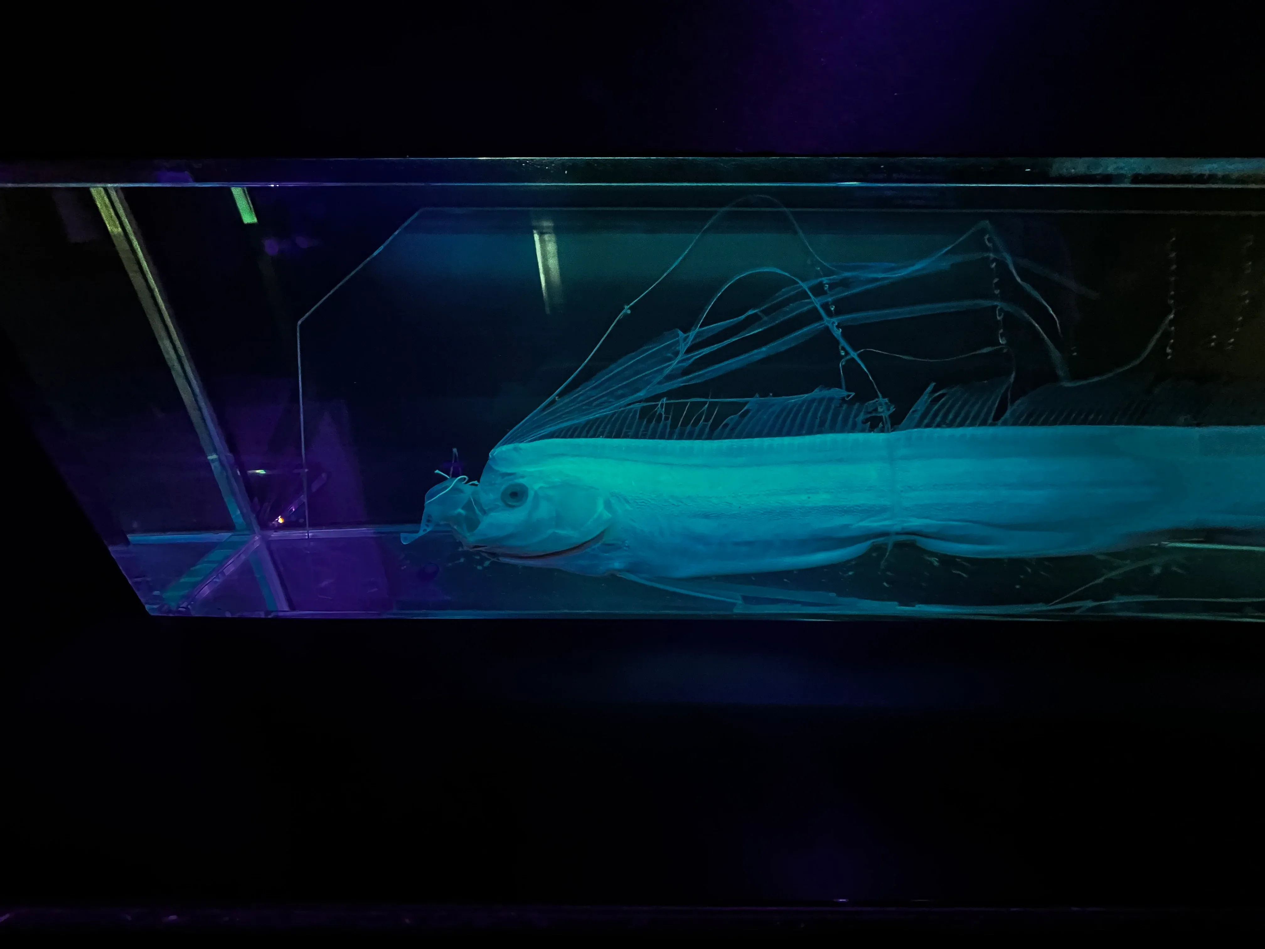 Umitamago Aquarium Oarfish