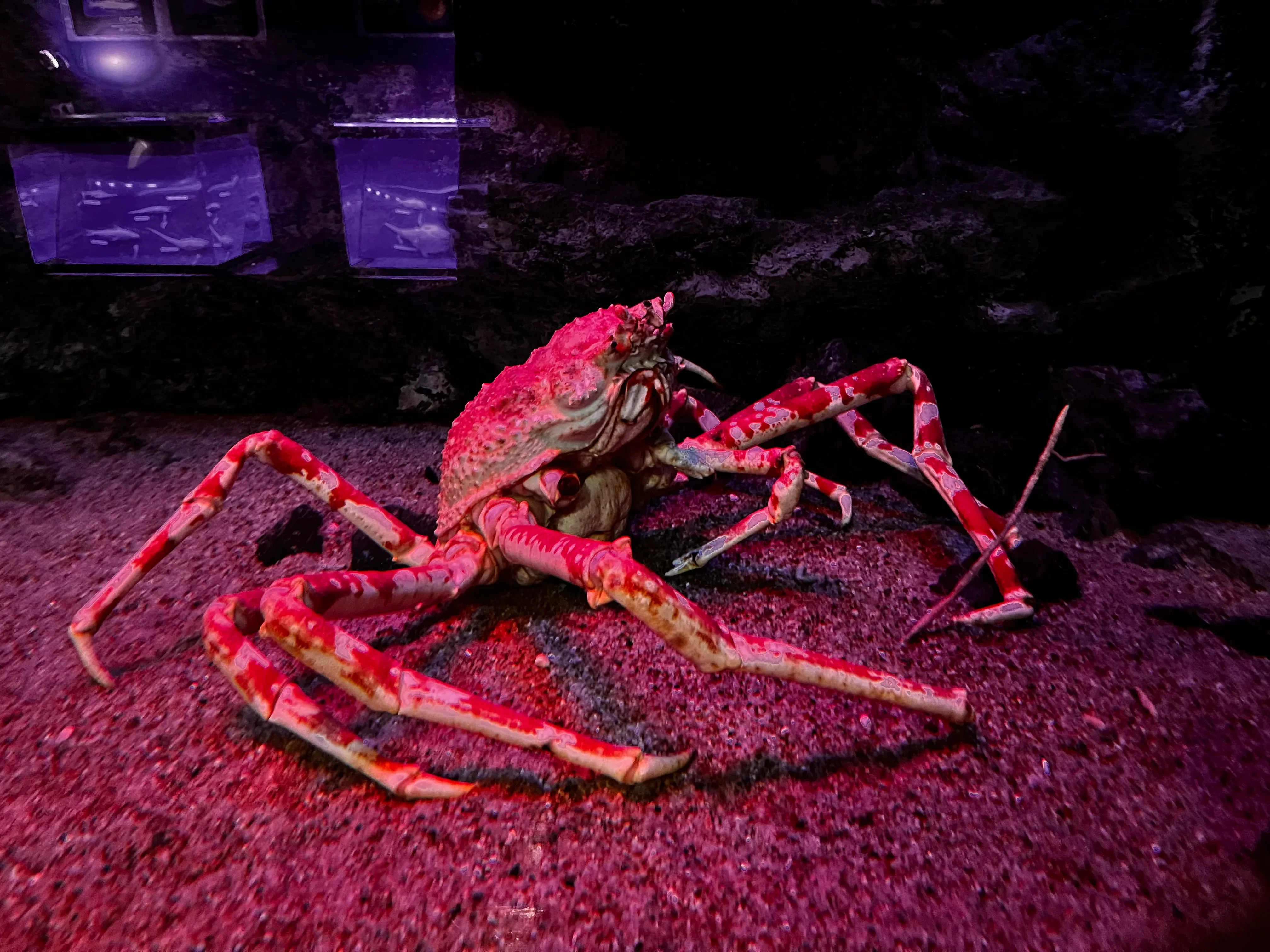 Umitamago Aquarium Long-legged crab