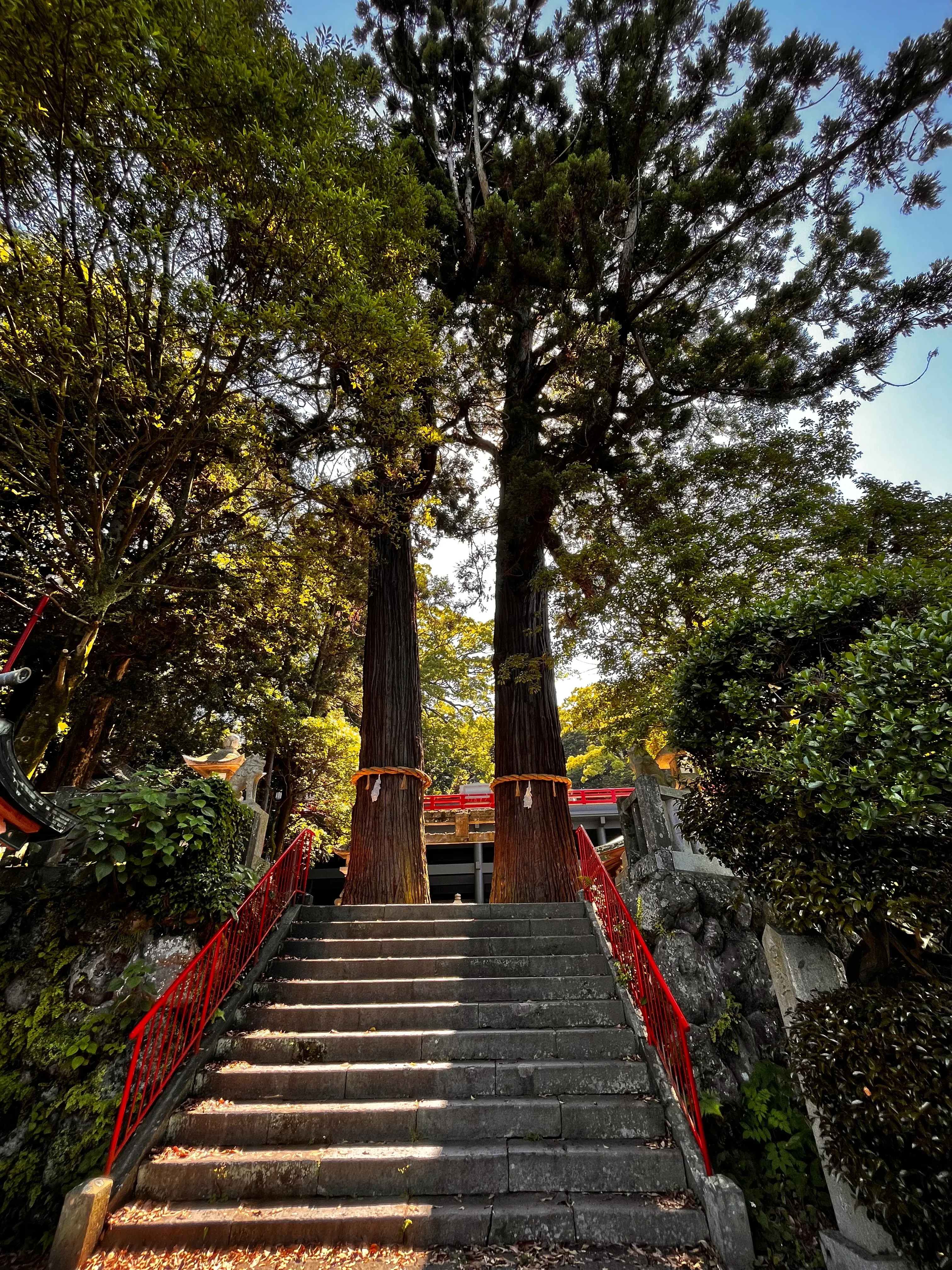 Beppu Tree