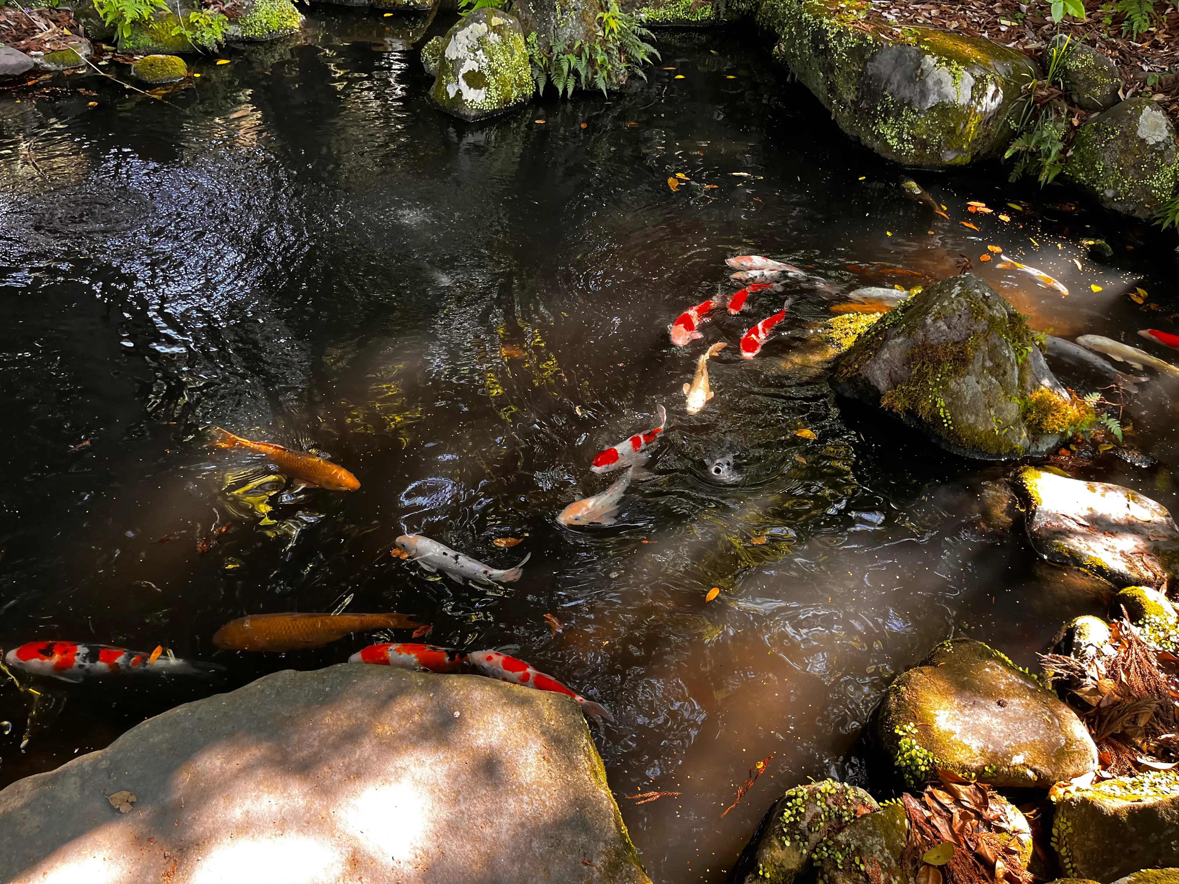 Beppu Koi