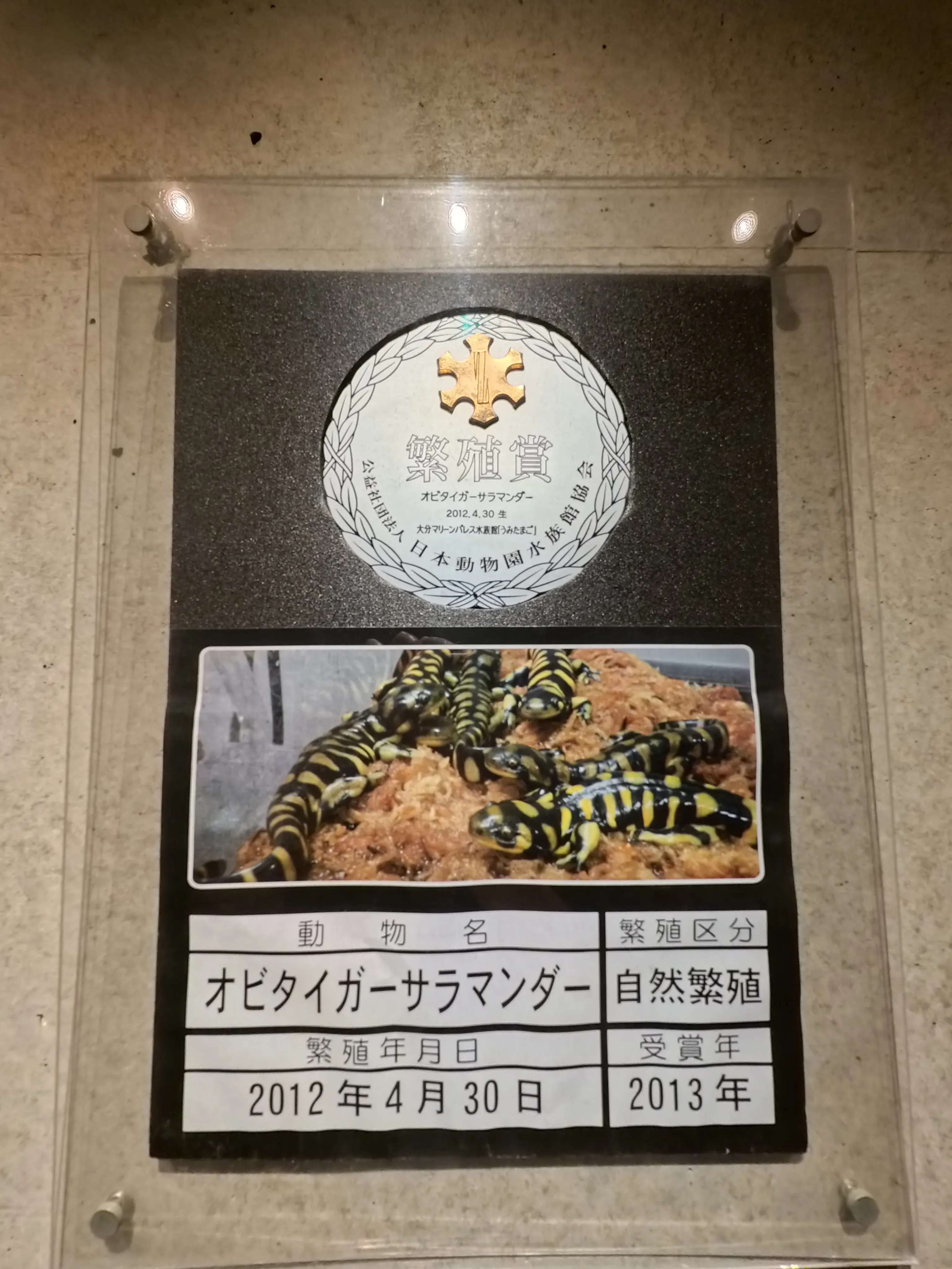 Umitamago Aquarium Baby