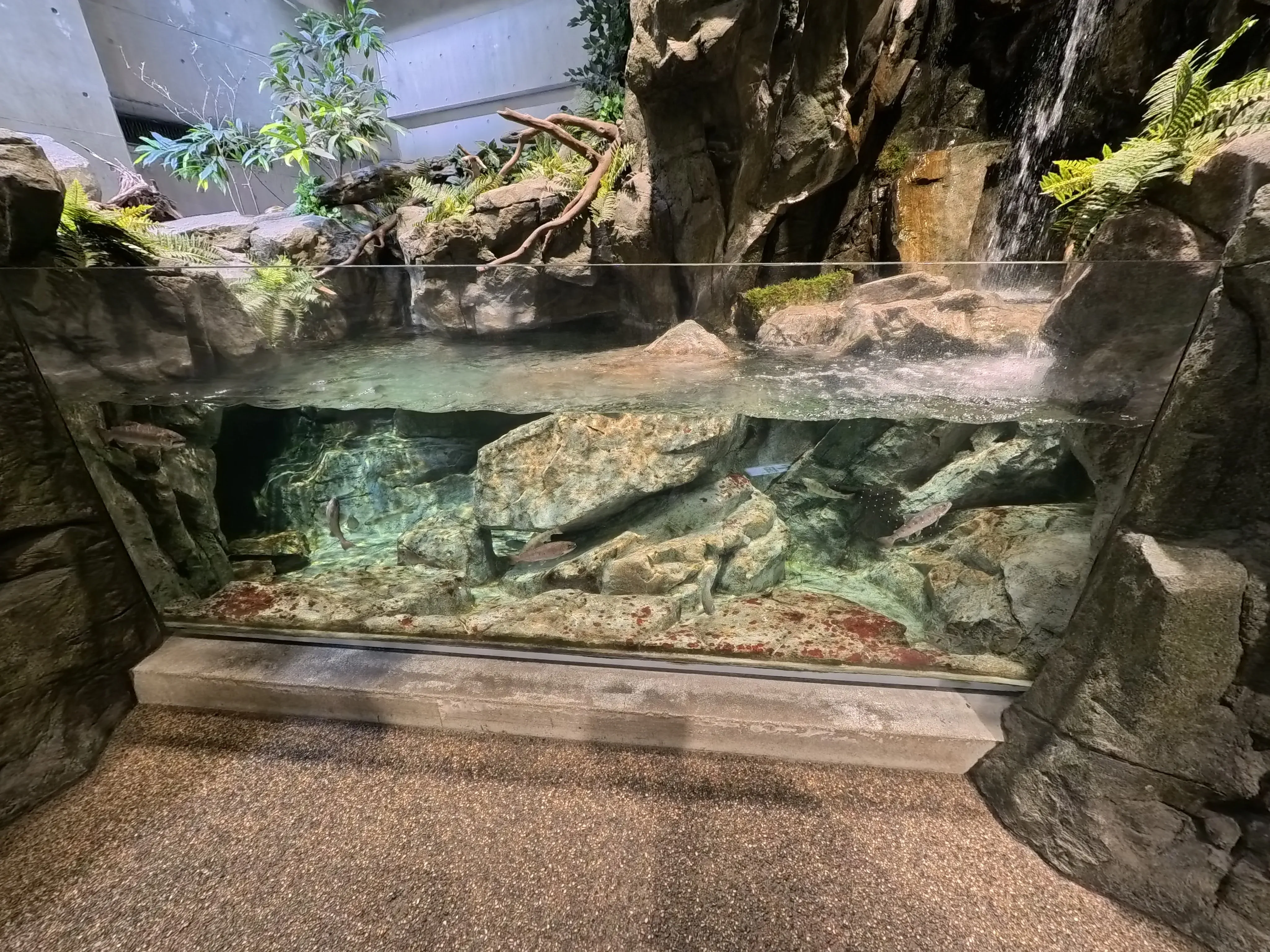 Umitamago Aquarium Fish