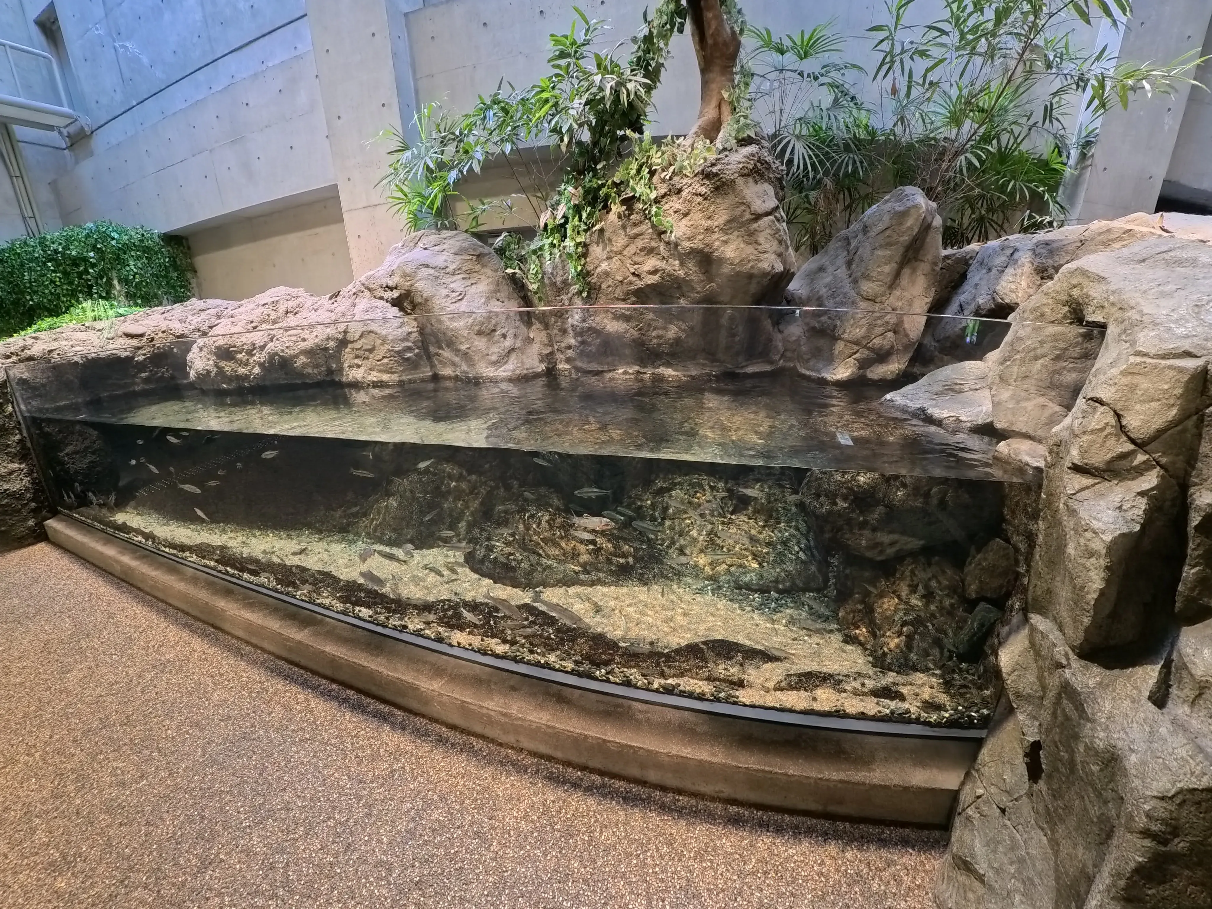 Umitamago Aquarium Fish