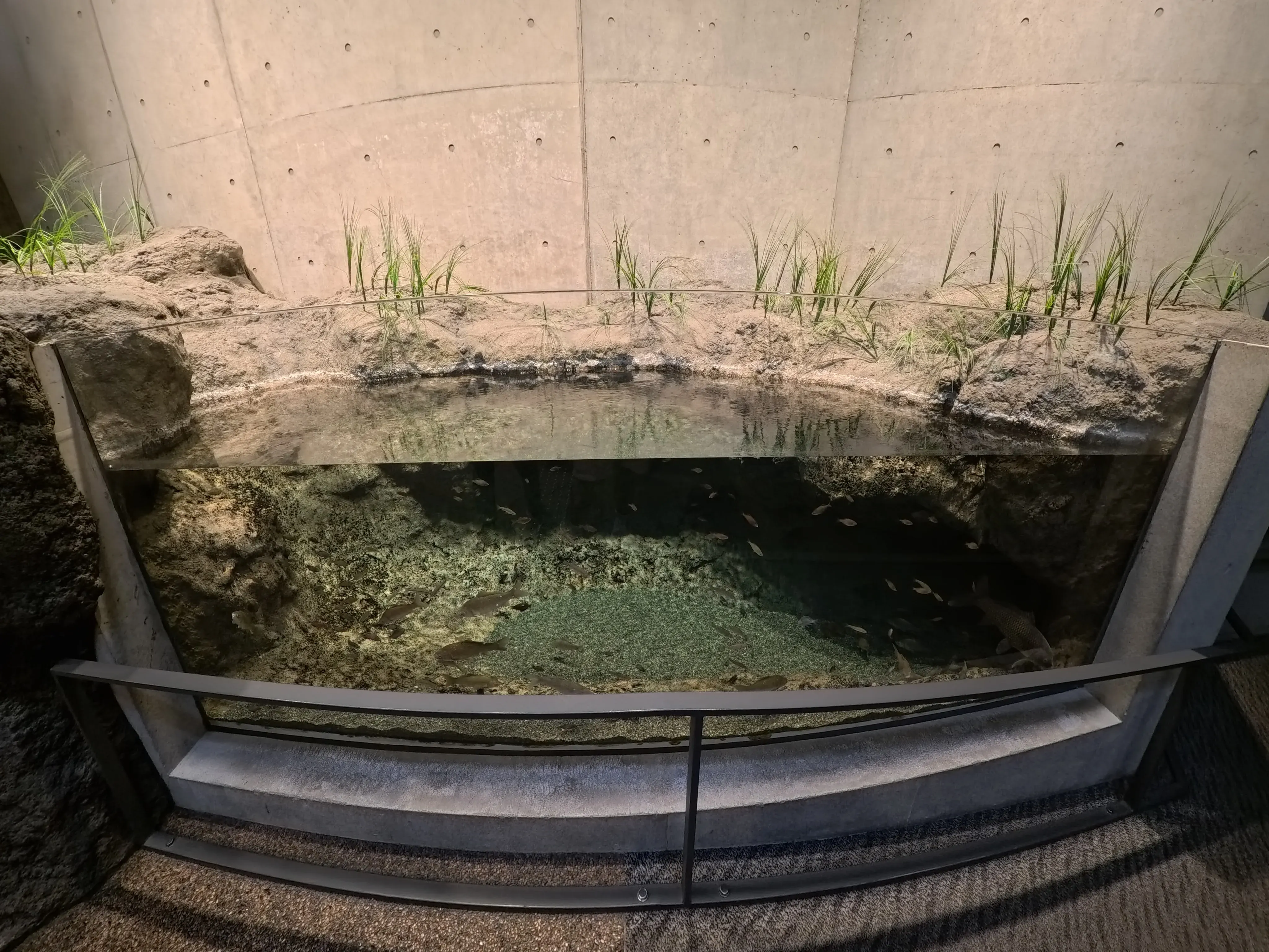 Umitamago Aquarium Fish