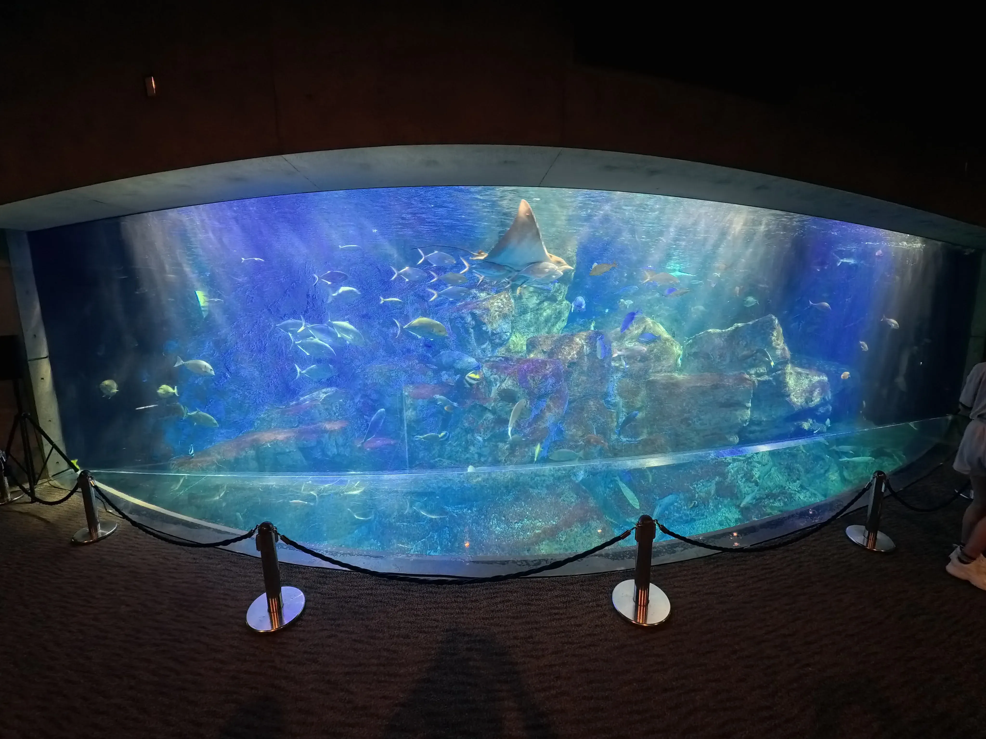 Umitamago Aquarium Fish