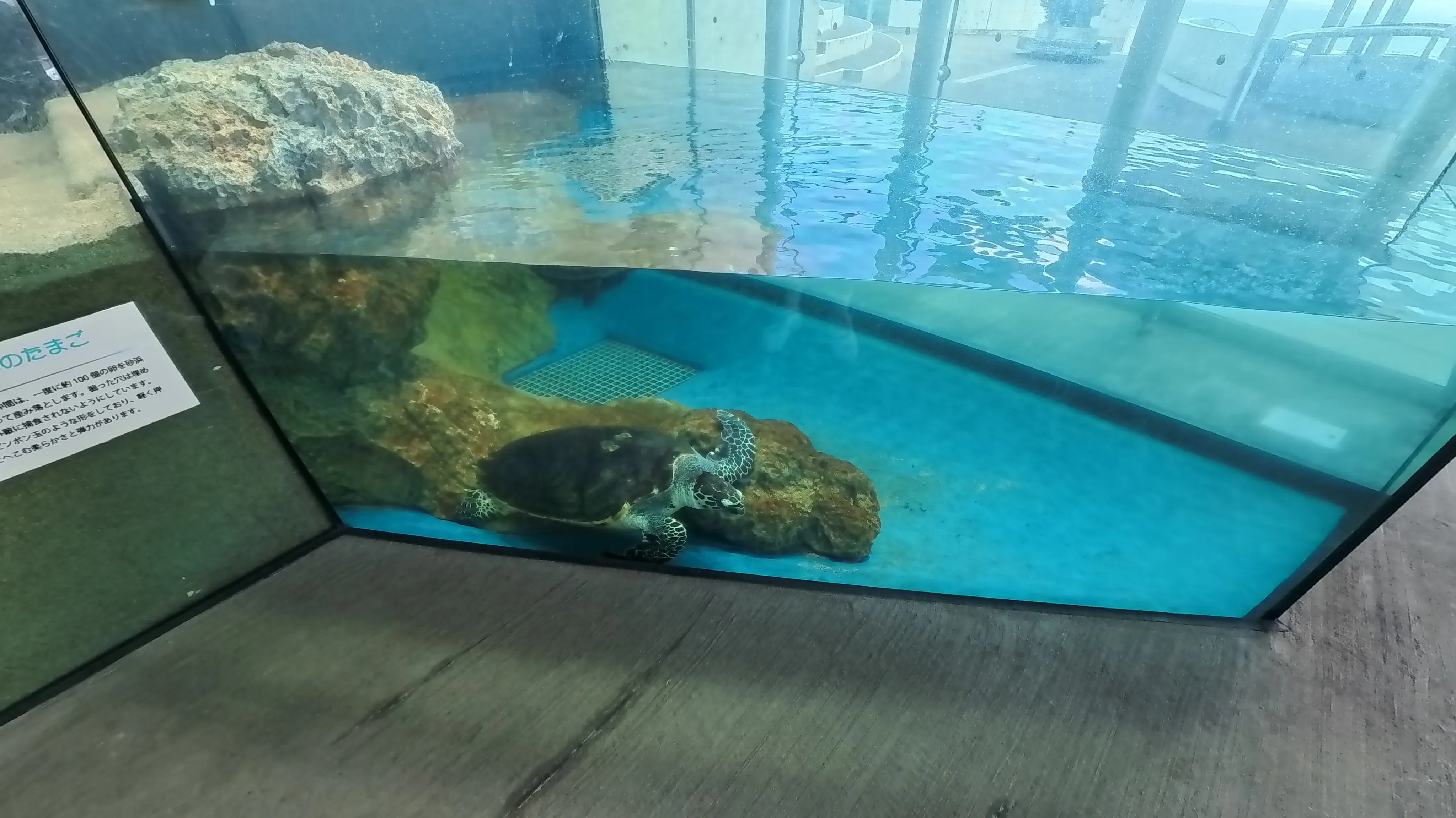 Umitamago Aquarium Sea Turtle