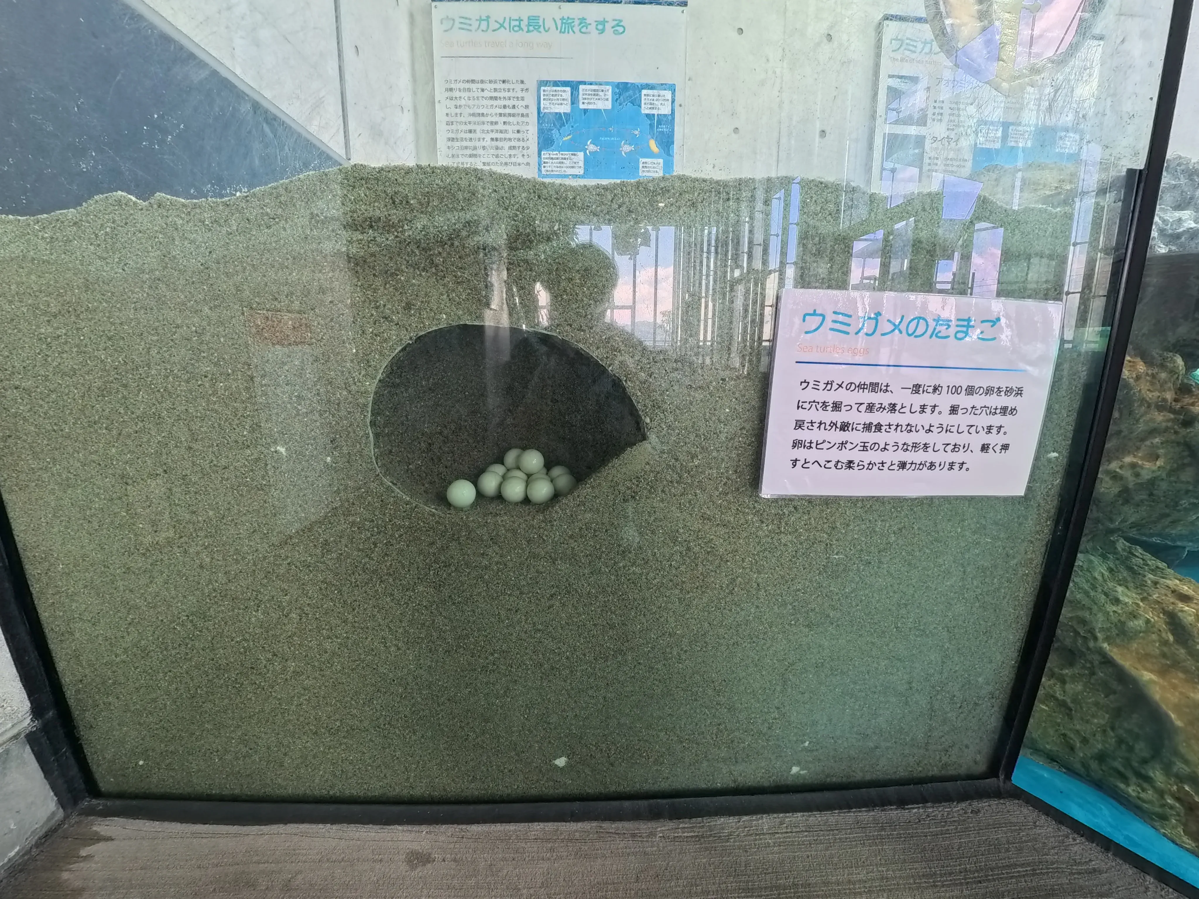 Umitamago Aquarium Sea Turtle Eggs