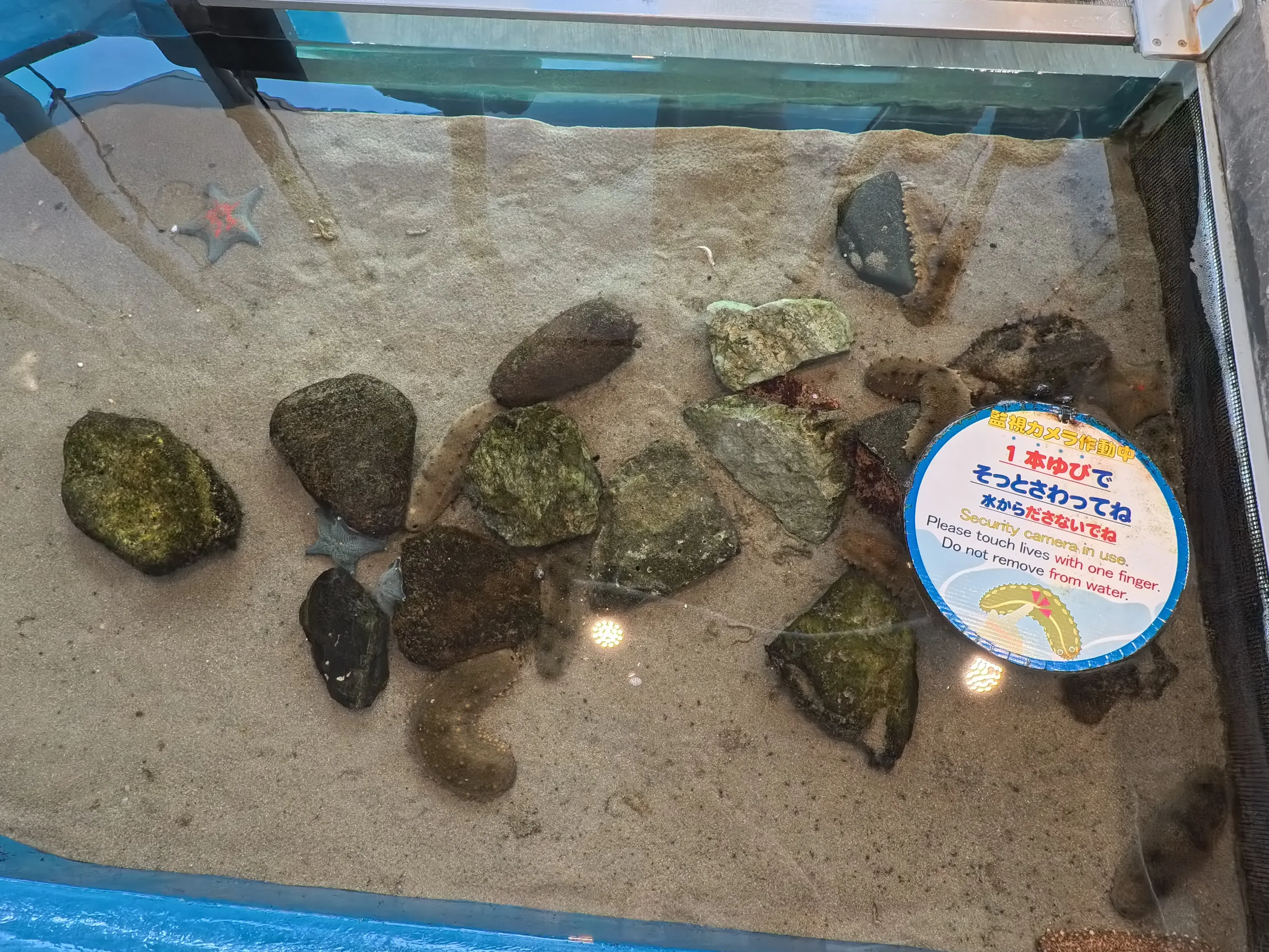 Umitamago Aquarium Starfish