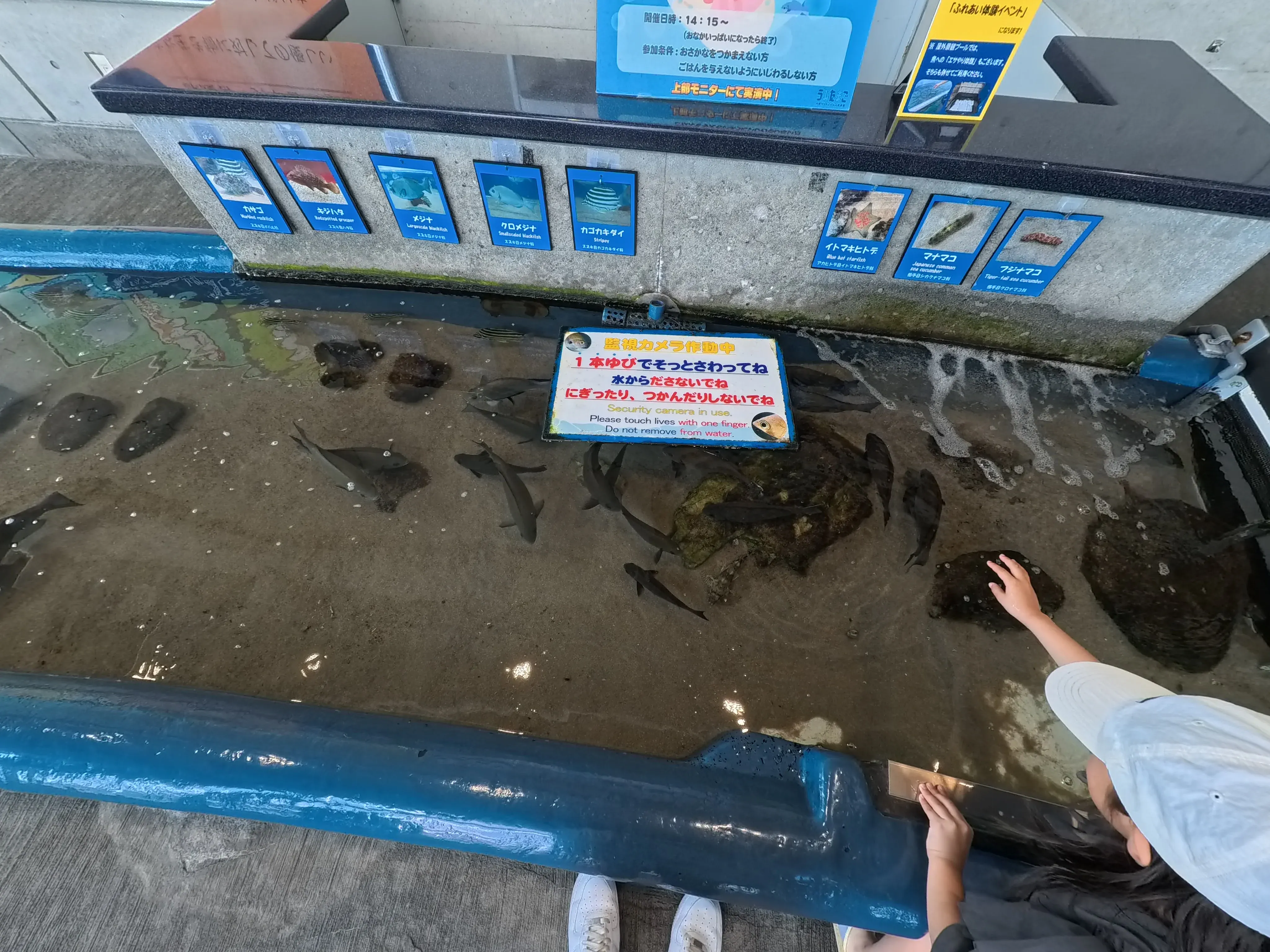 Umitamago Aquarium Fish
