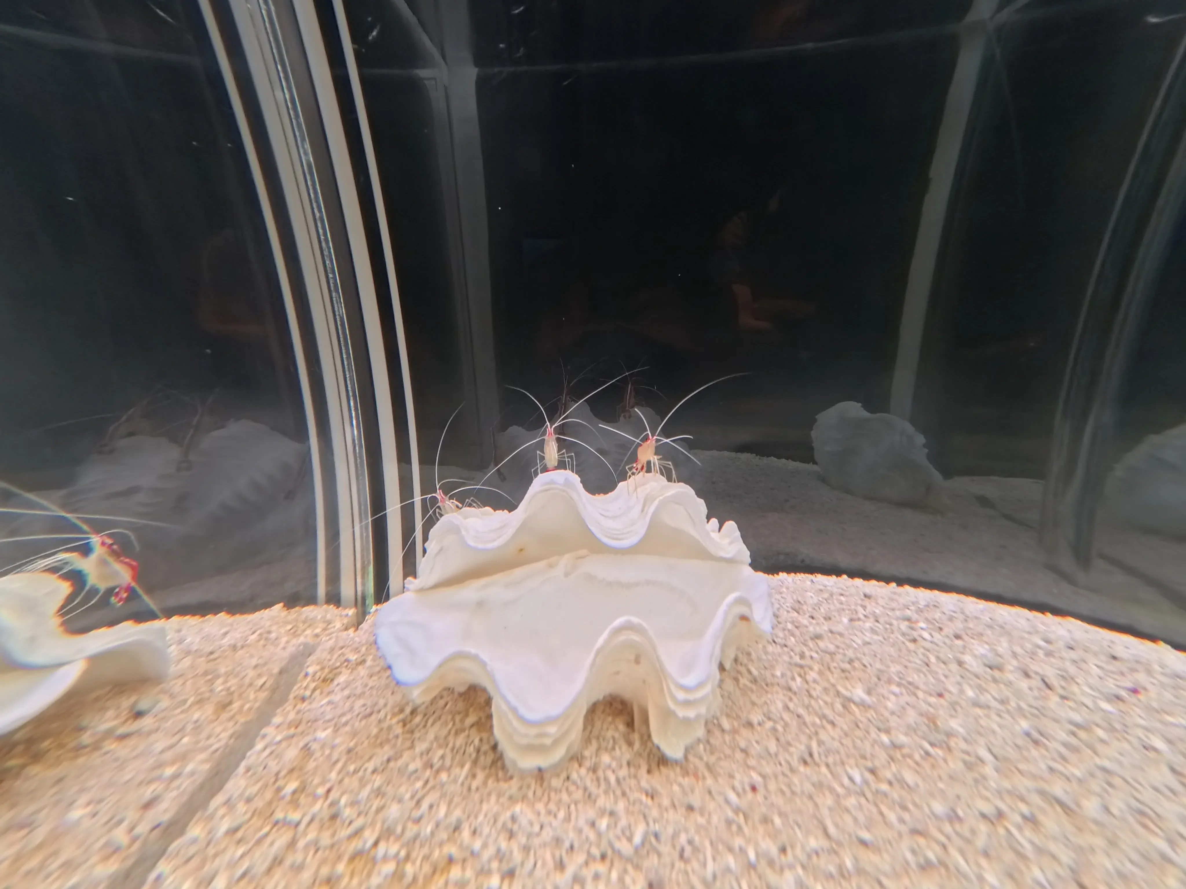 Umitamago Aquarium Shrimp