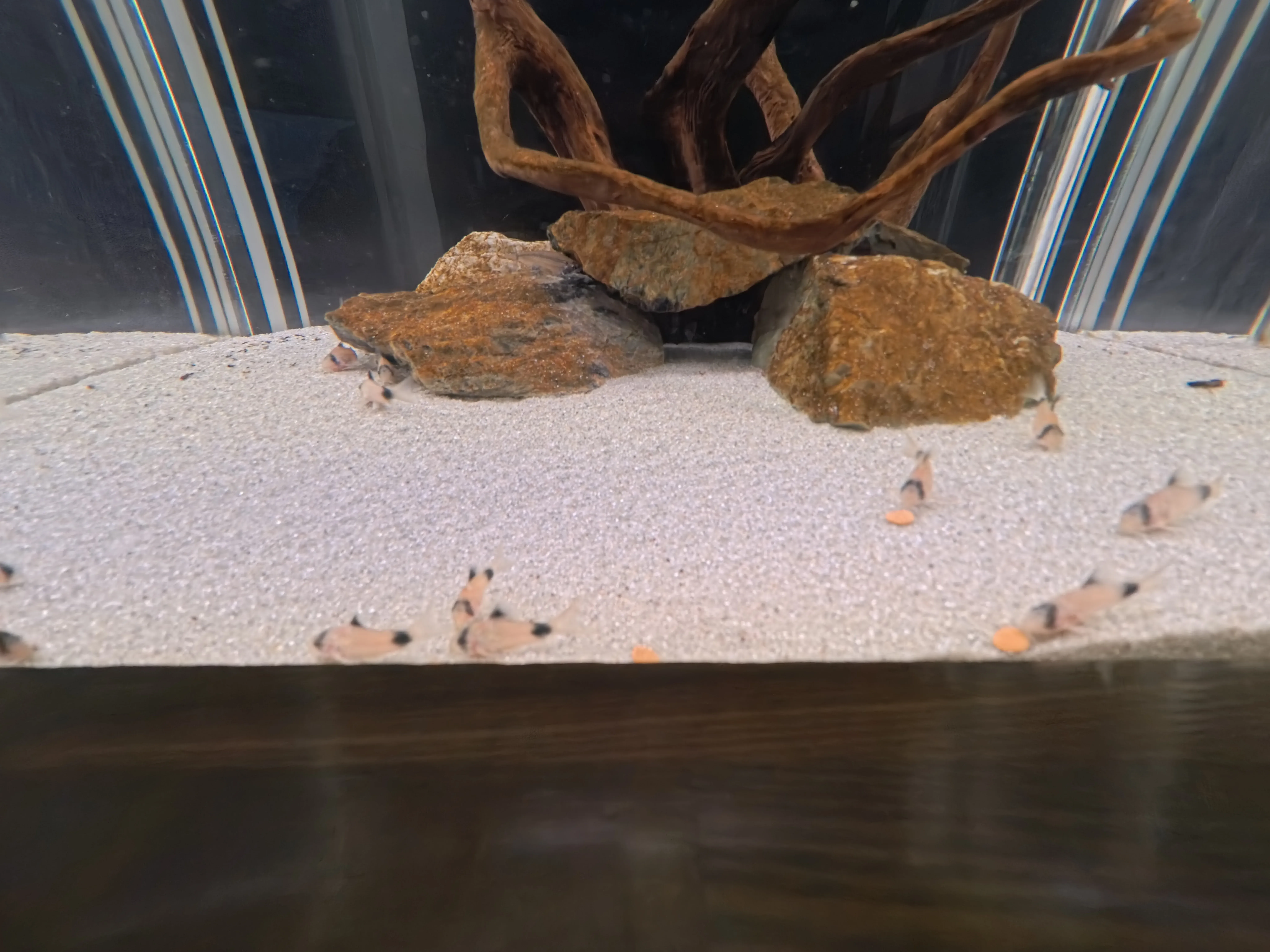 Umitamago Aquarium Shrimp