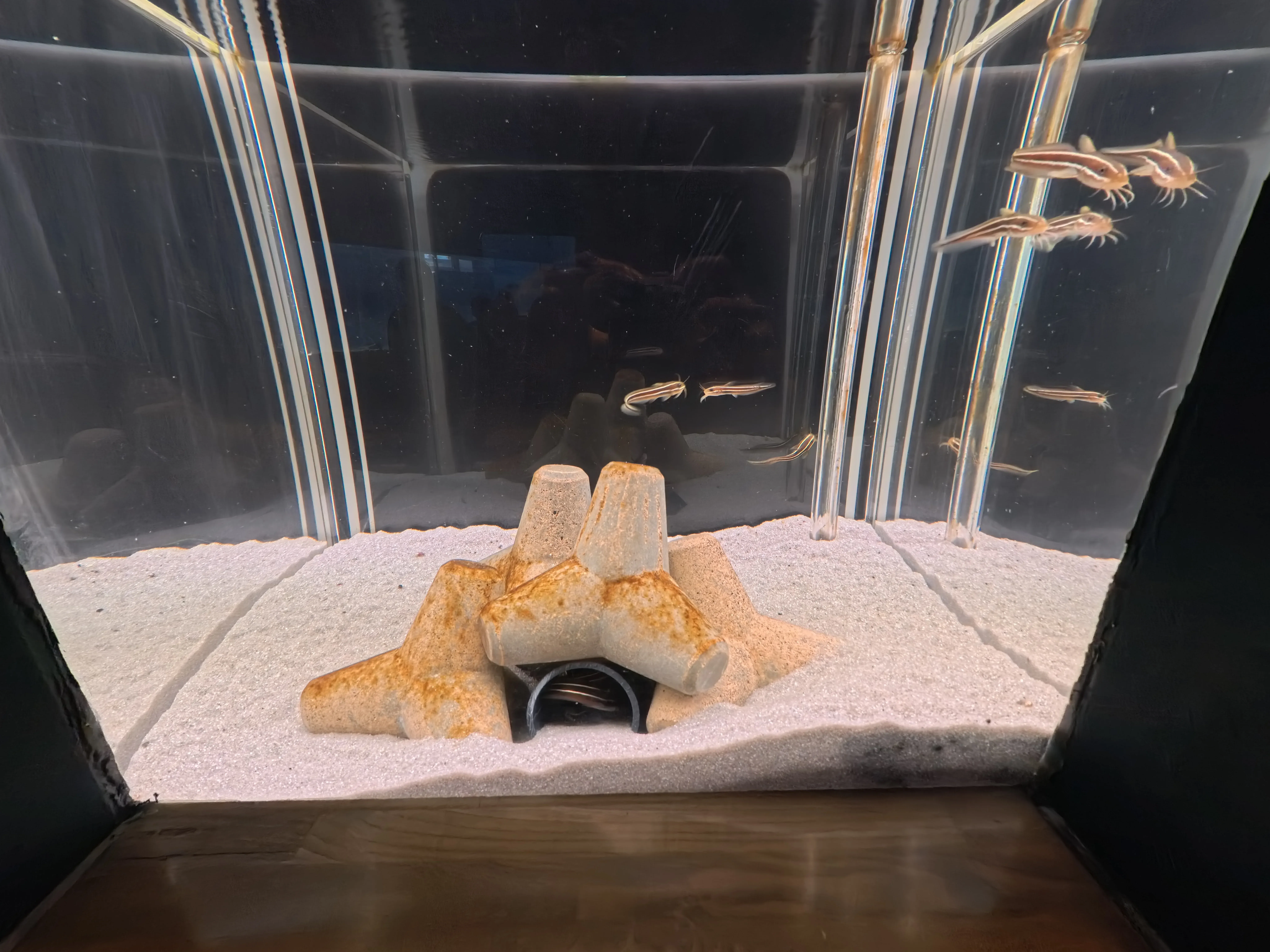 Umitamago Aquarium Fish