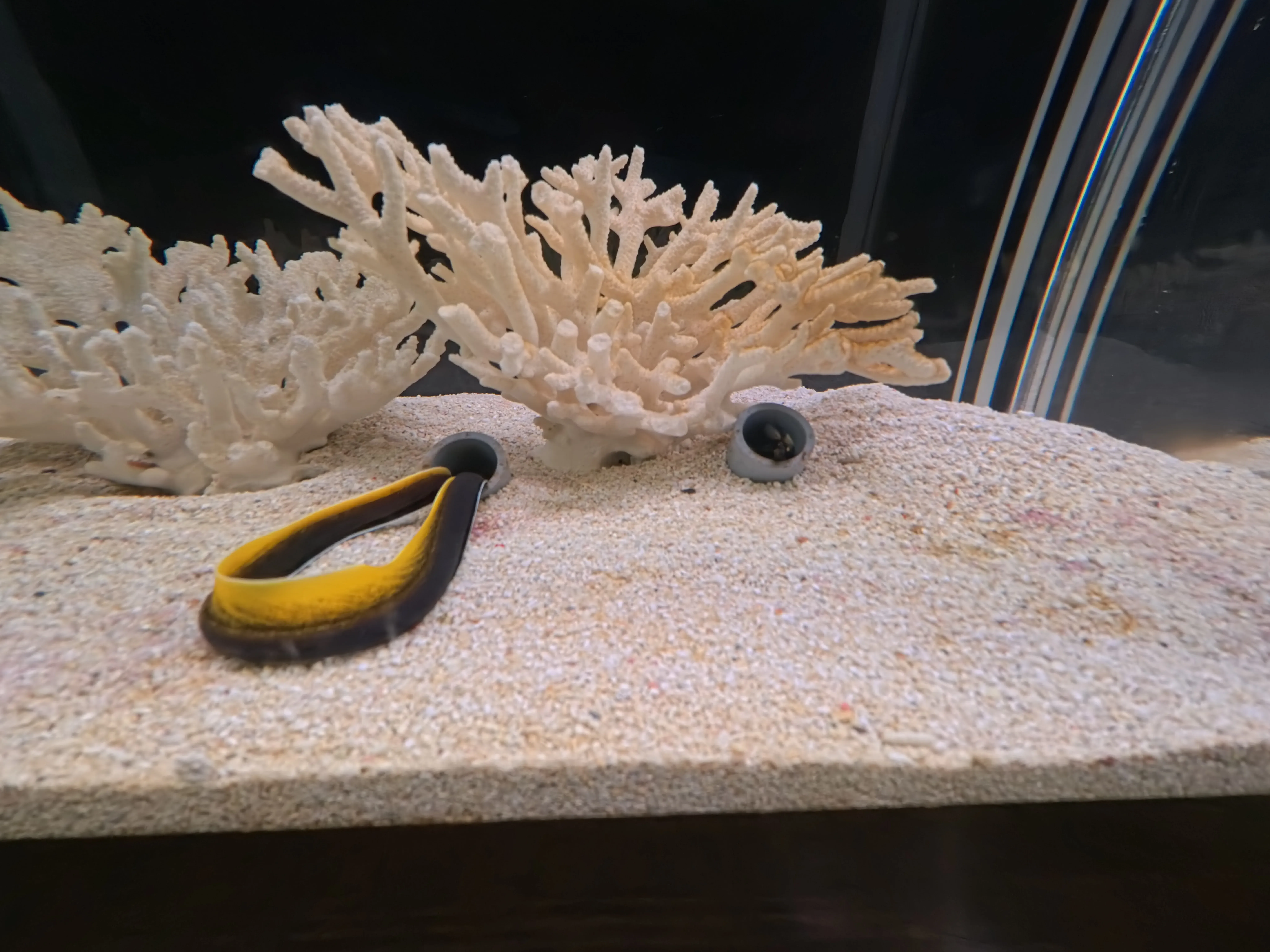 Umitamago Aquarium Eel
