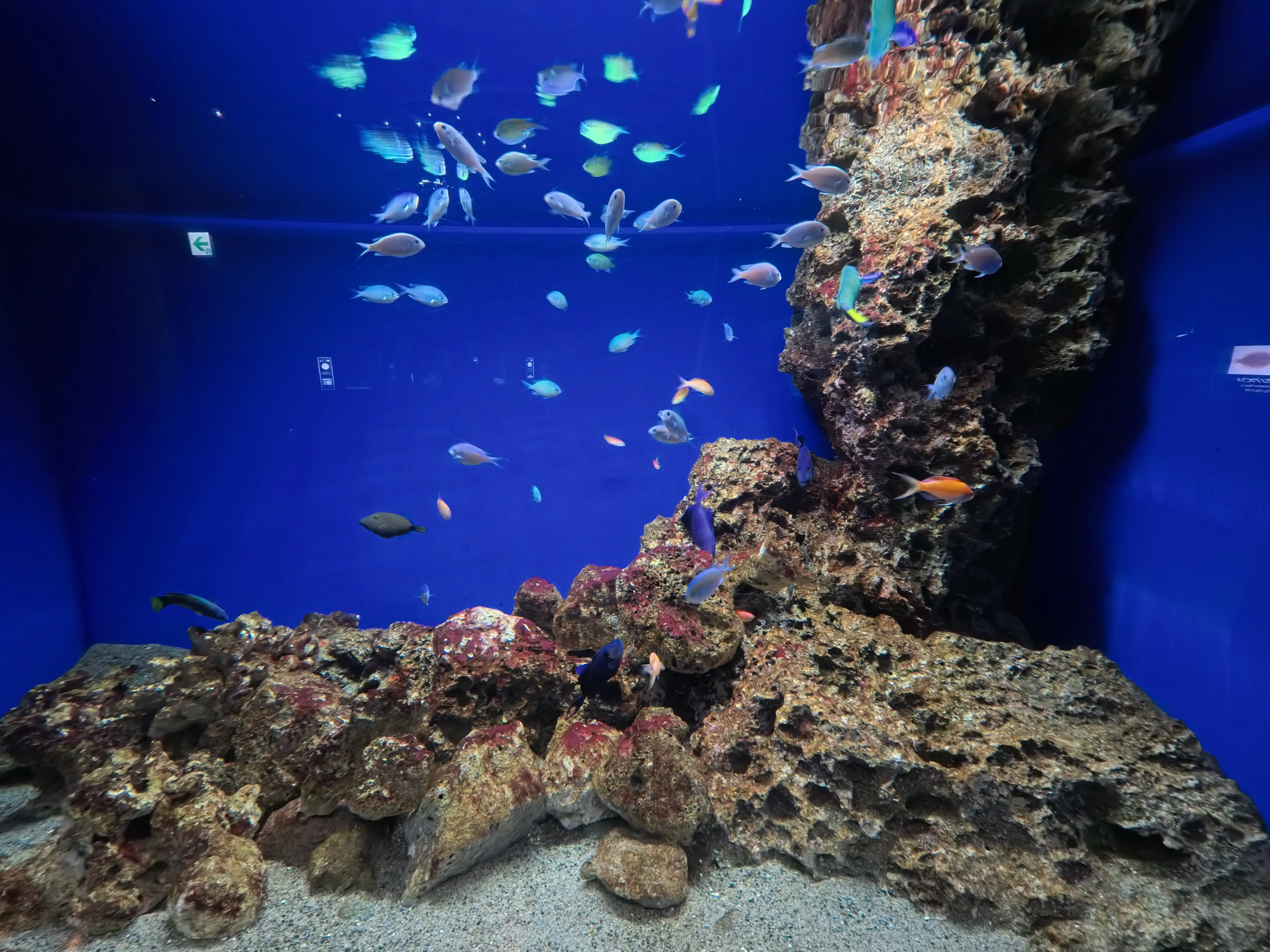 Umitamago Aquarium Fish