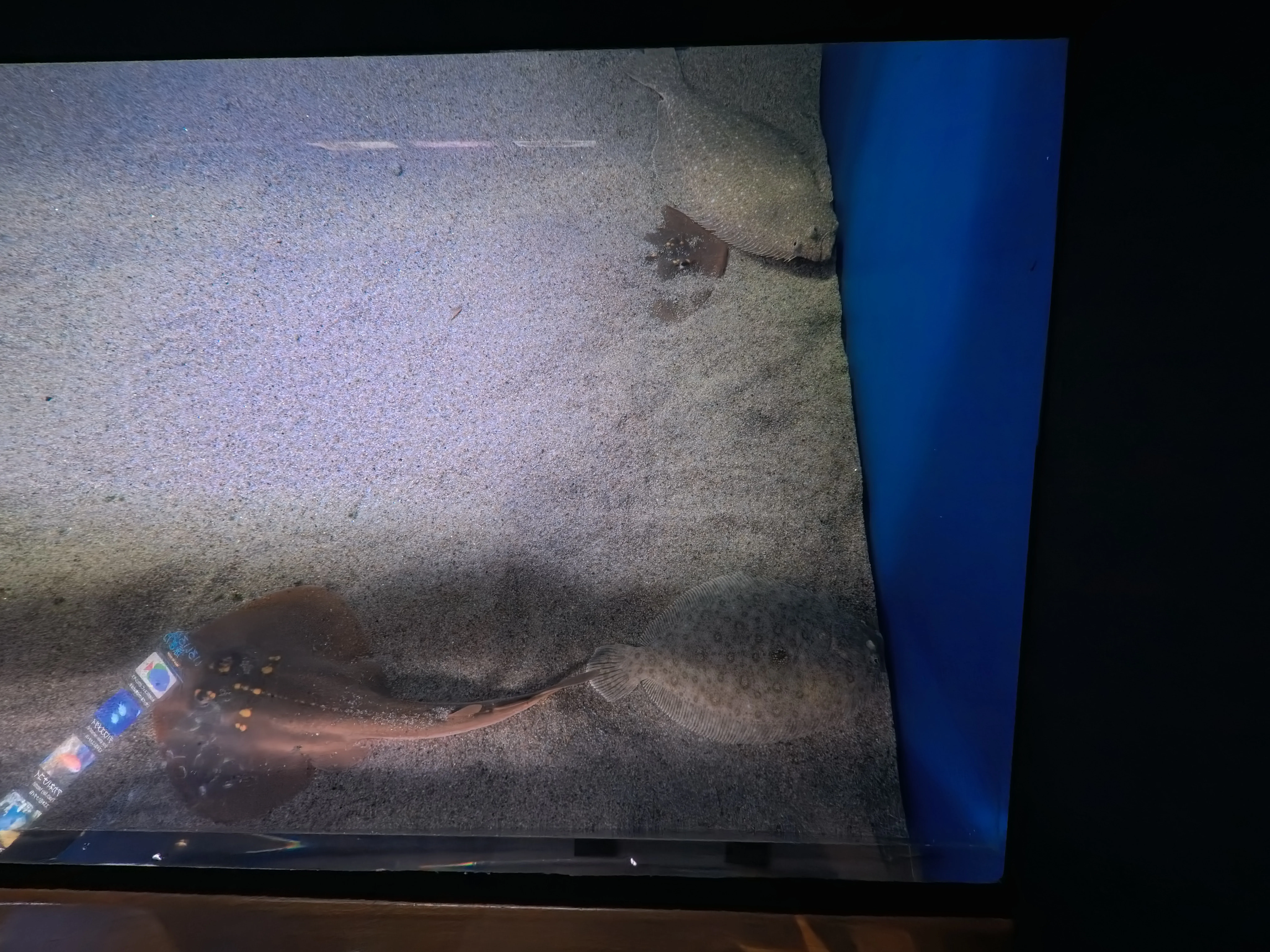 Umitamago Aquarium Fish