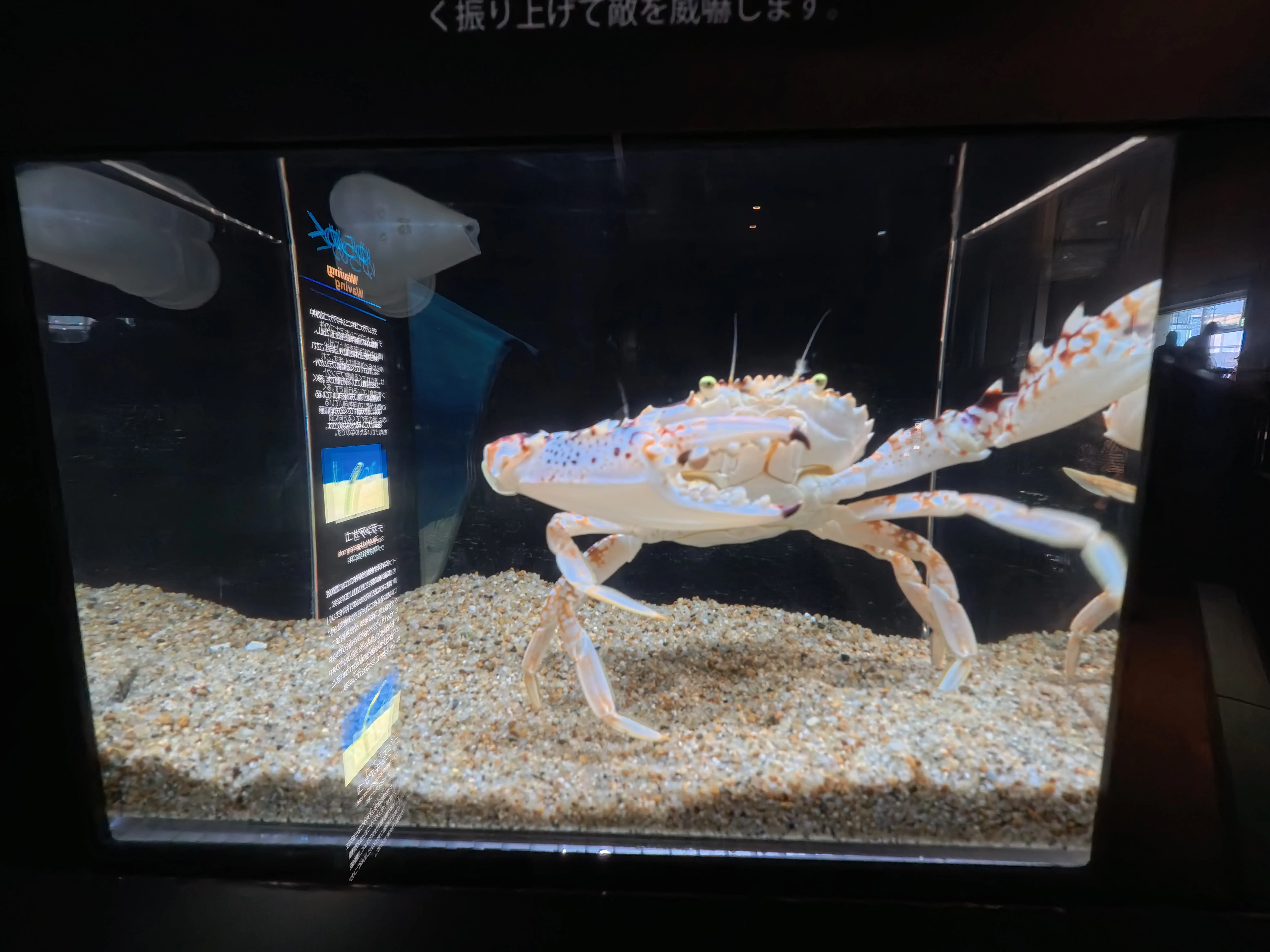 Umitamago Aquarium Crab