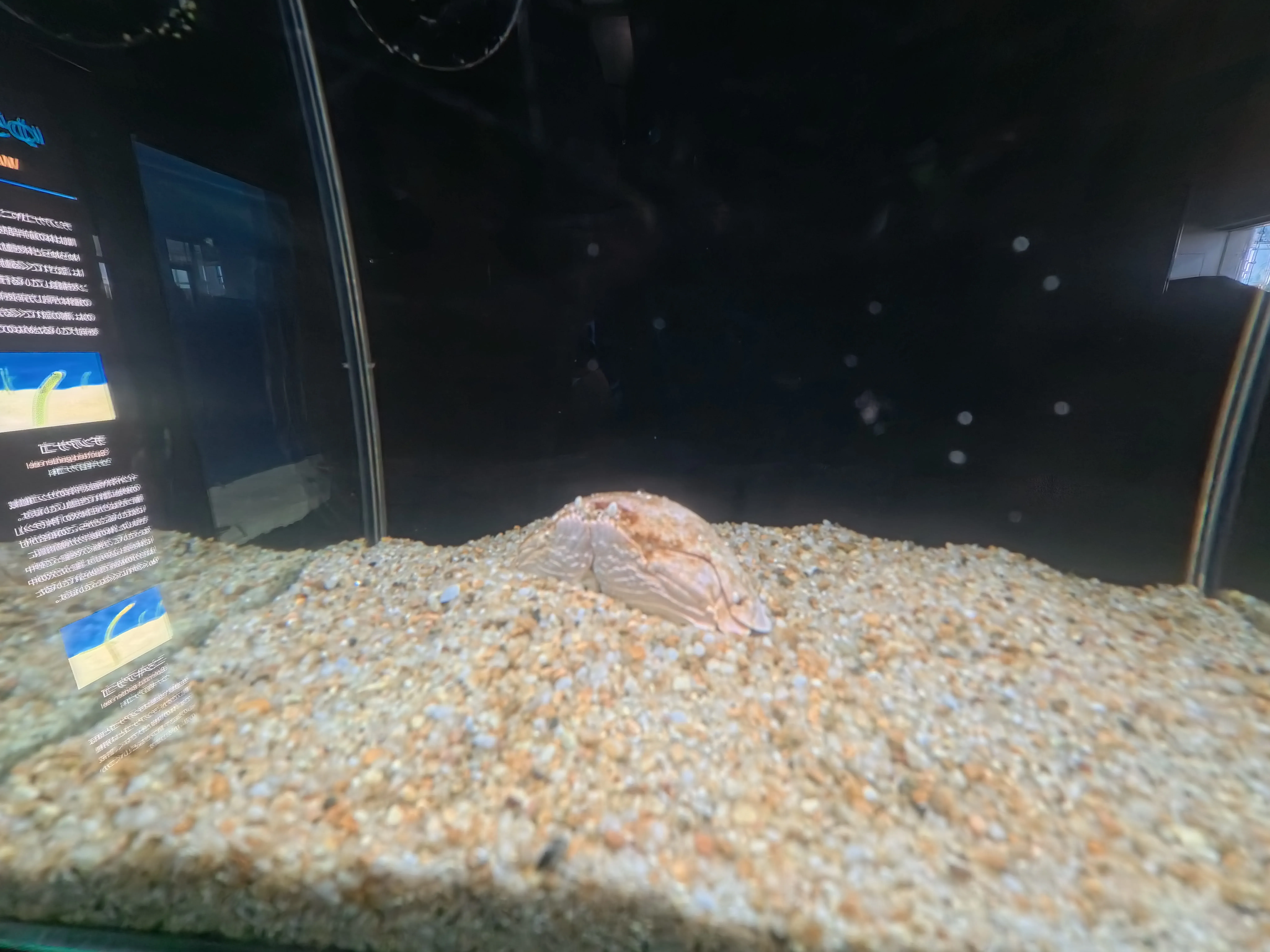 Umitamago Aquarium Crab