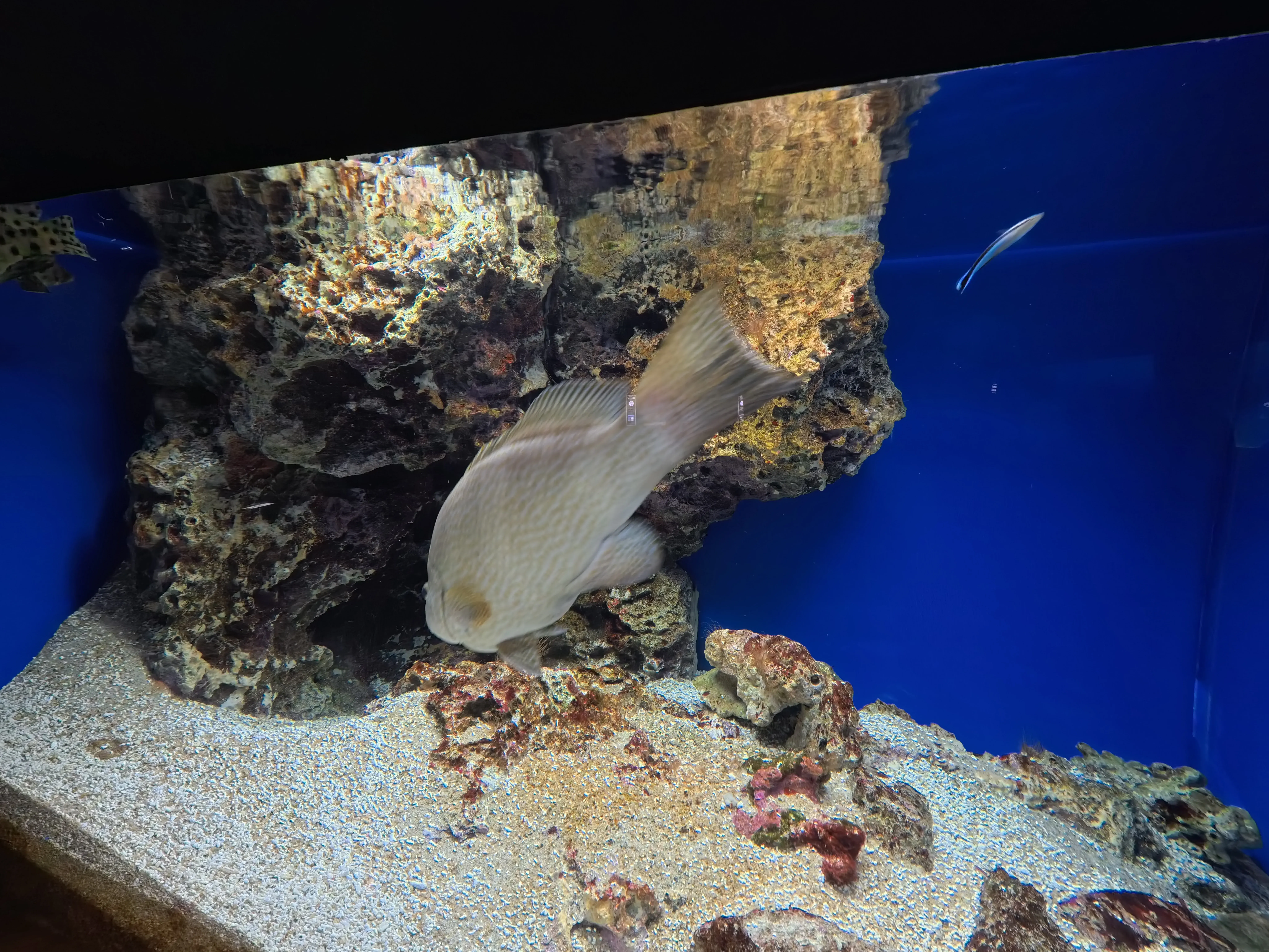 Umitamago Aquarium Fish