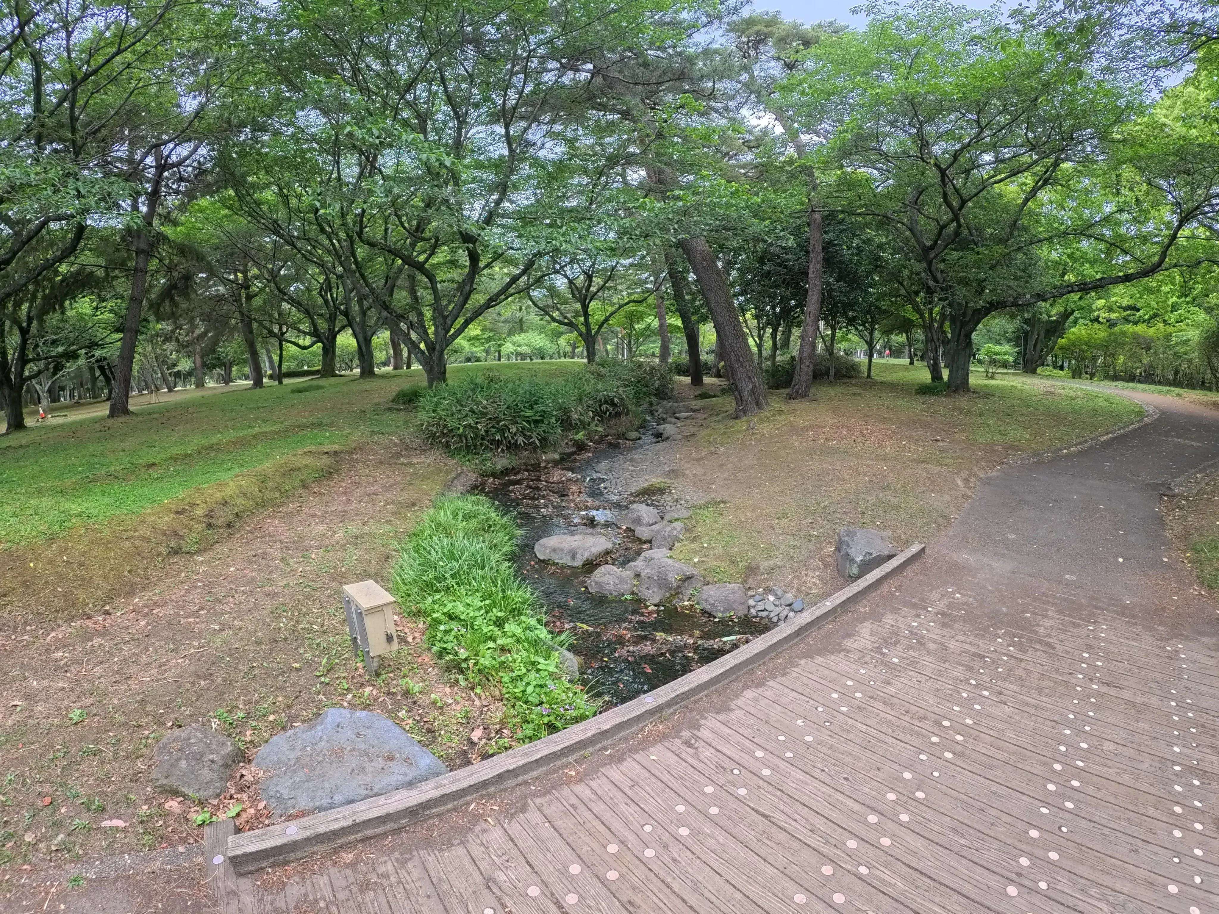 Beppu Park Flower