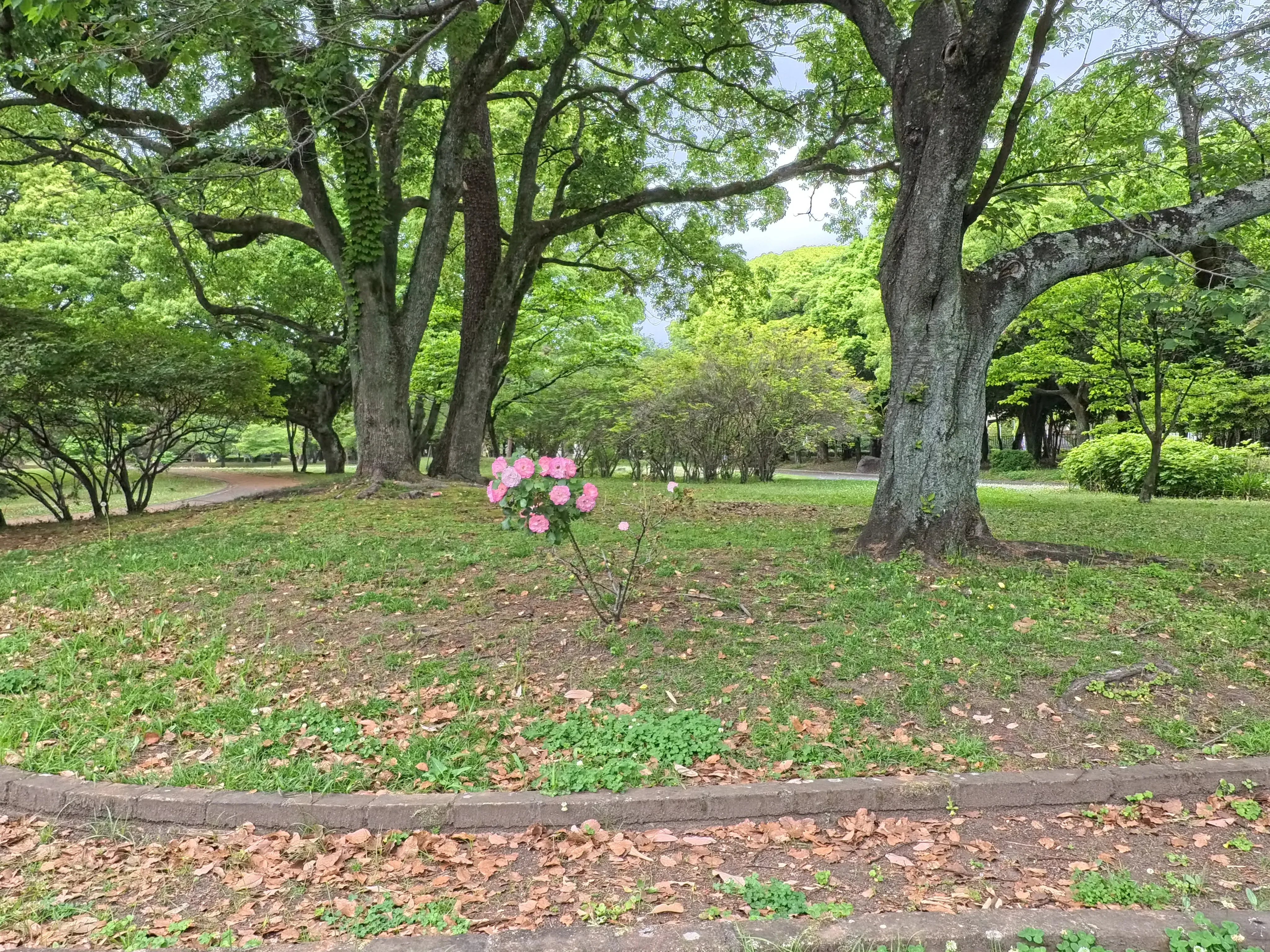 Beppu Park Flower