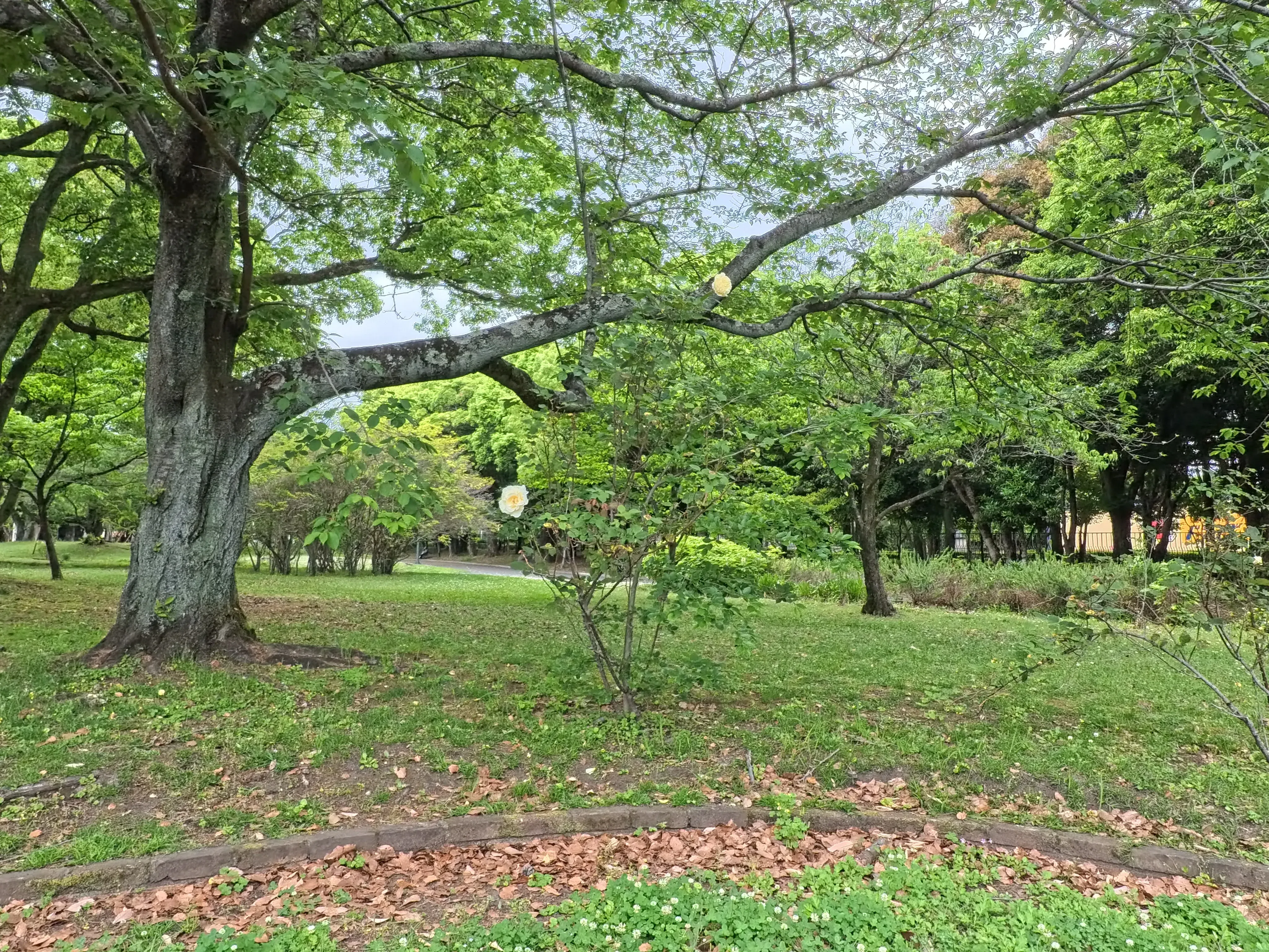 Beppu Park Flower