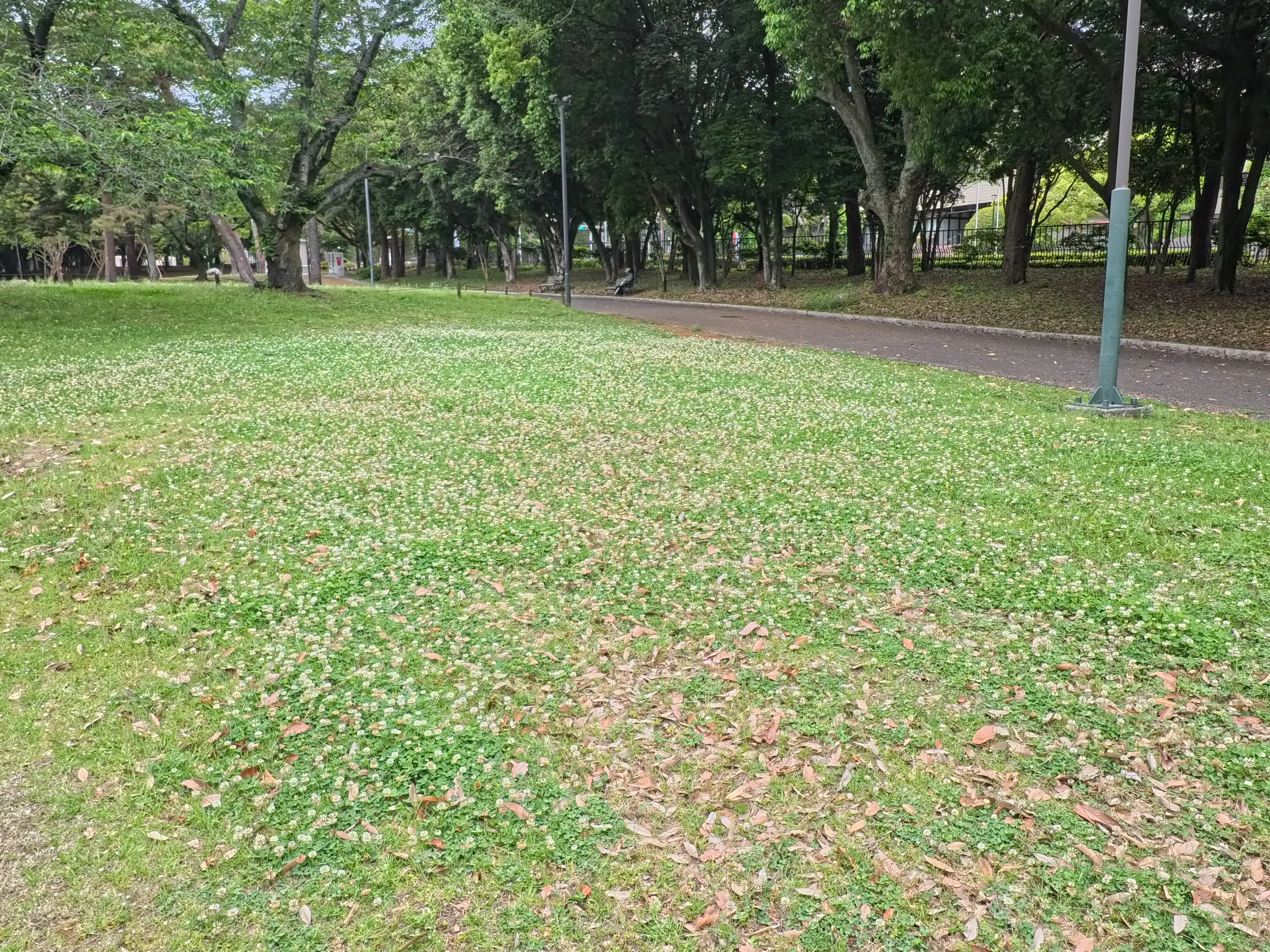 Beppu Park Flower