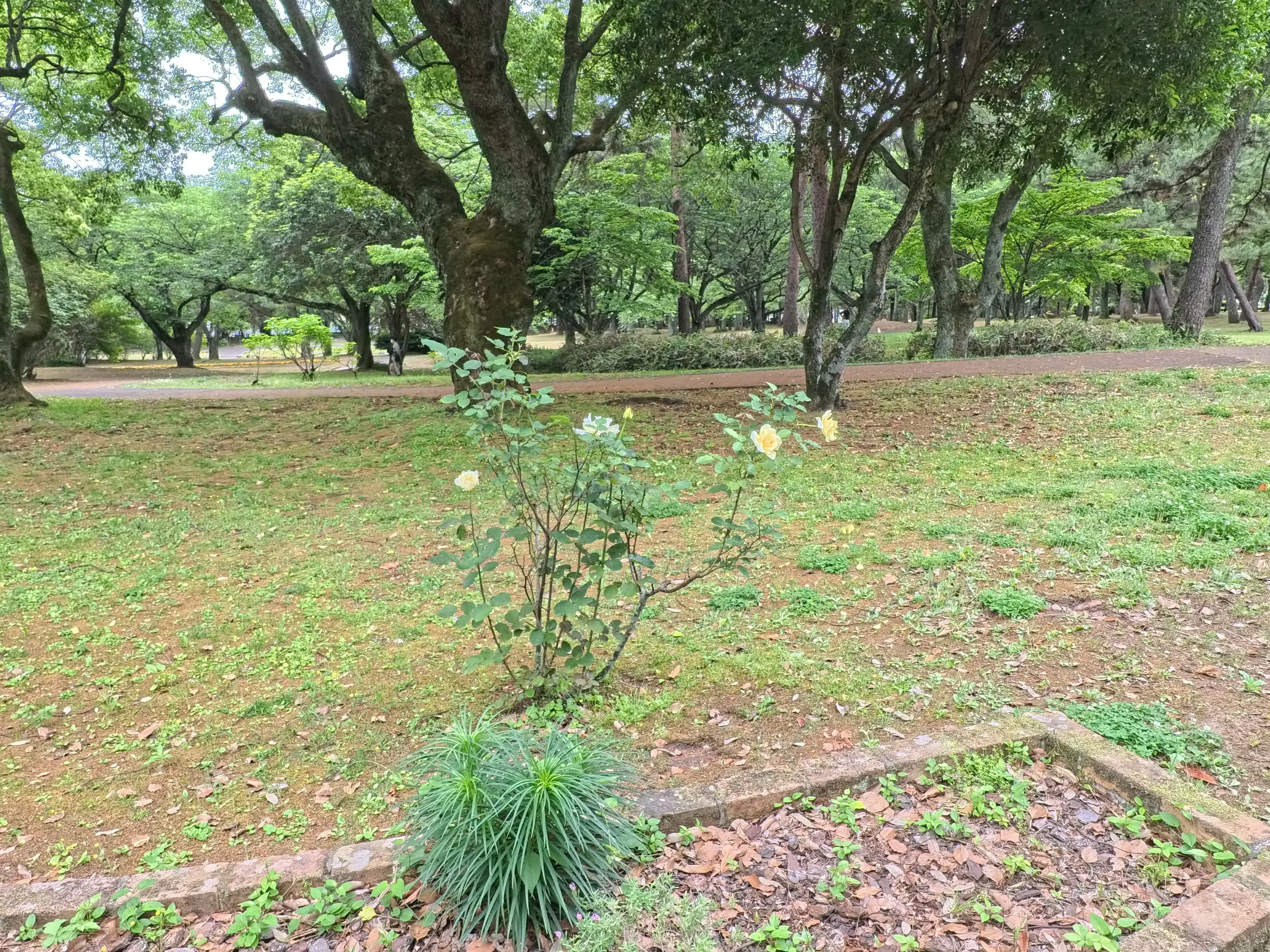 Beppu Park Flower