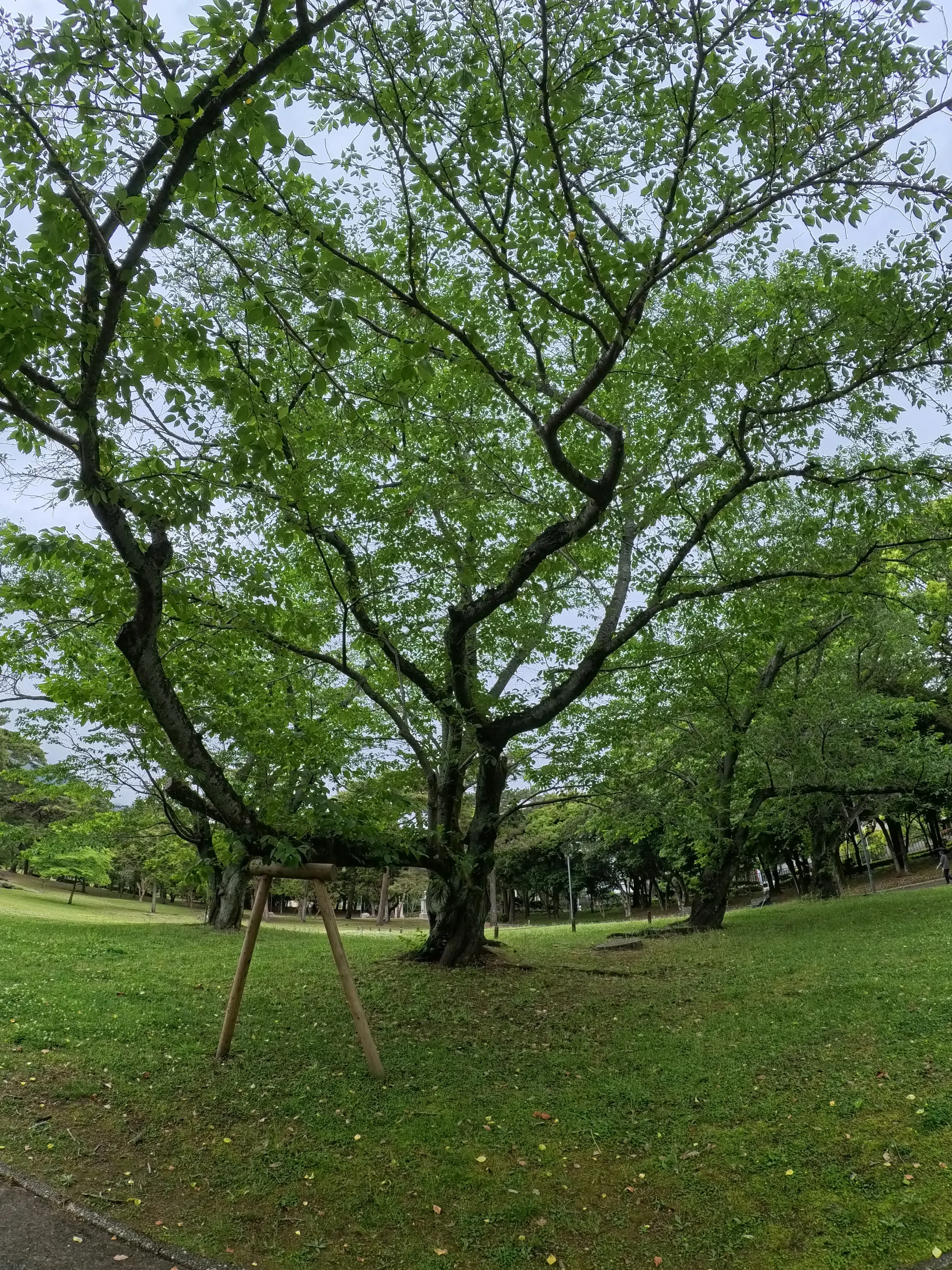 Beppu Park Tree