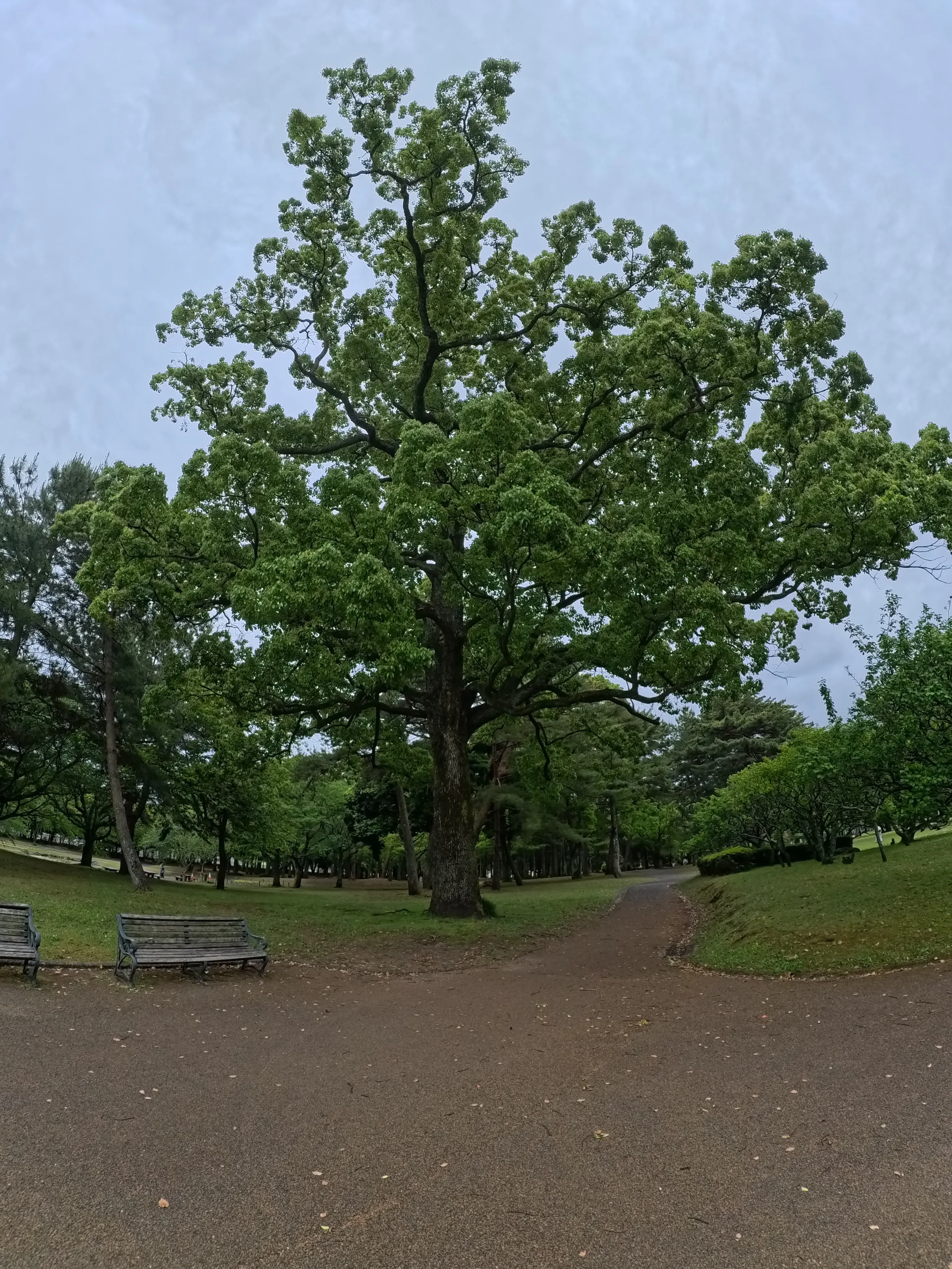 Beppu Park Tree