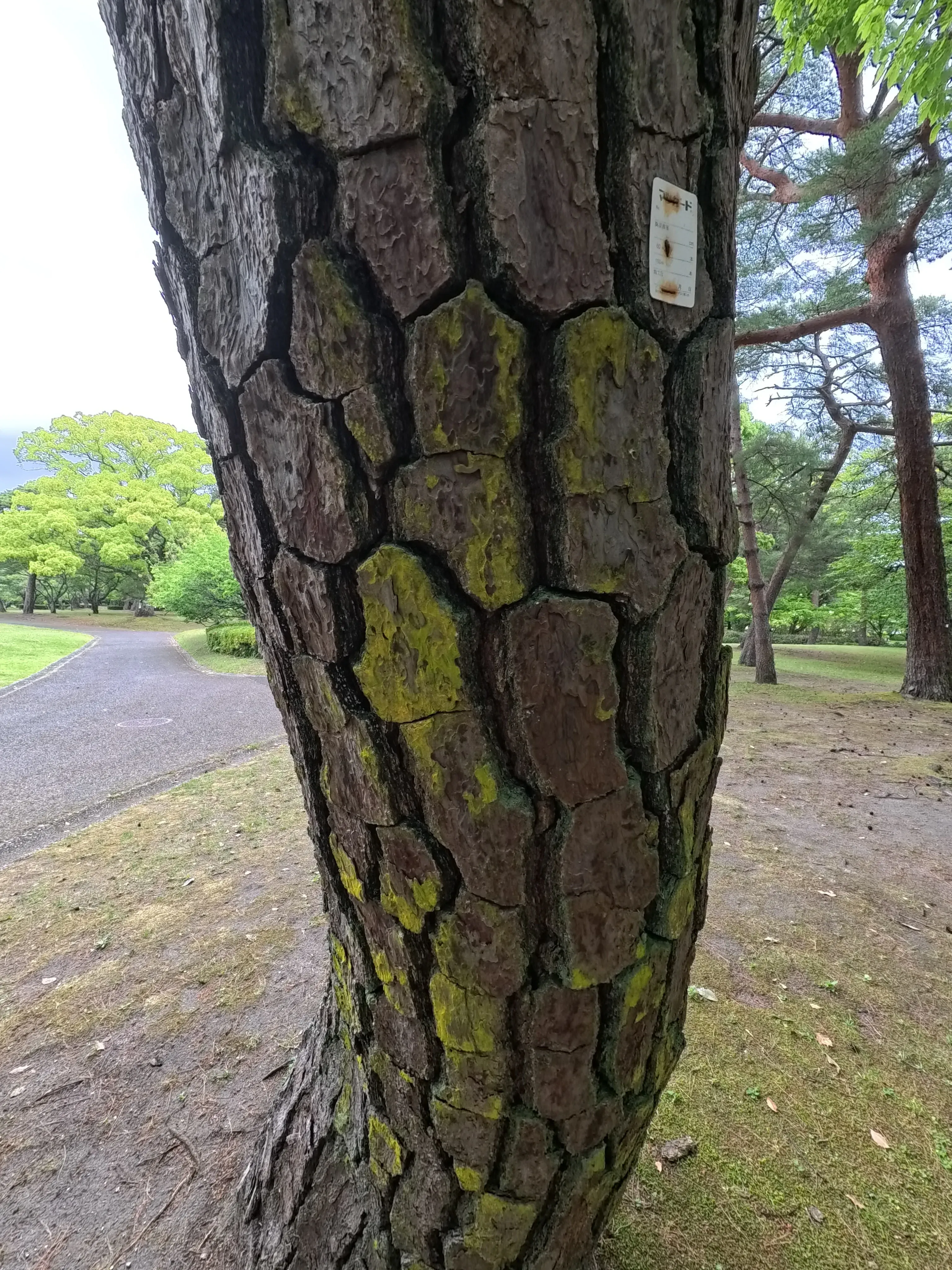 Beppu Park Tree