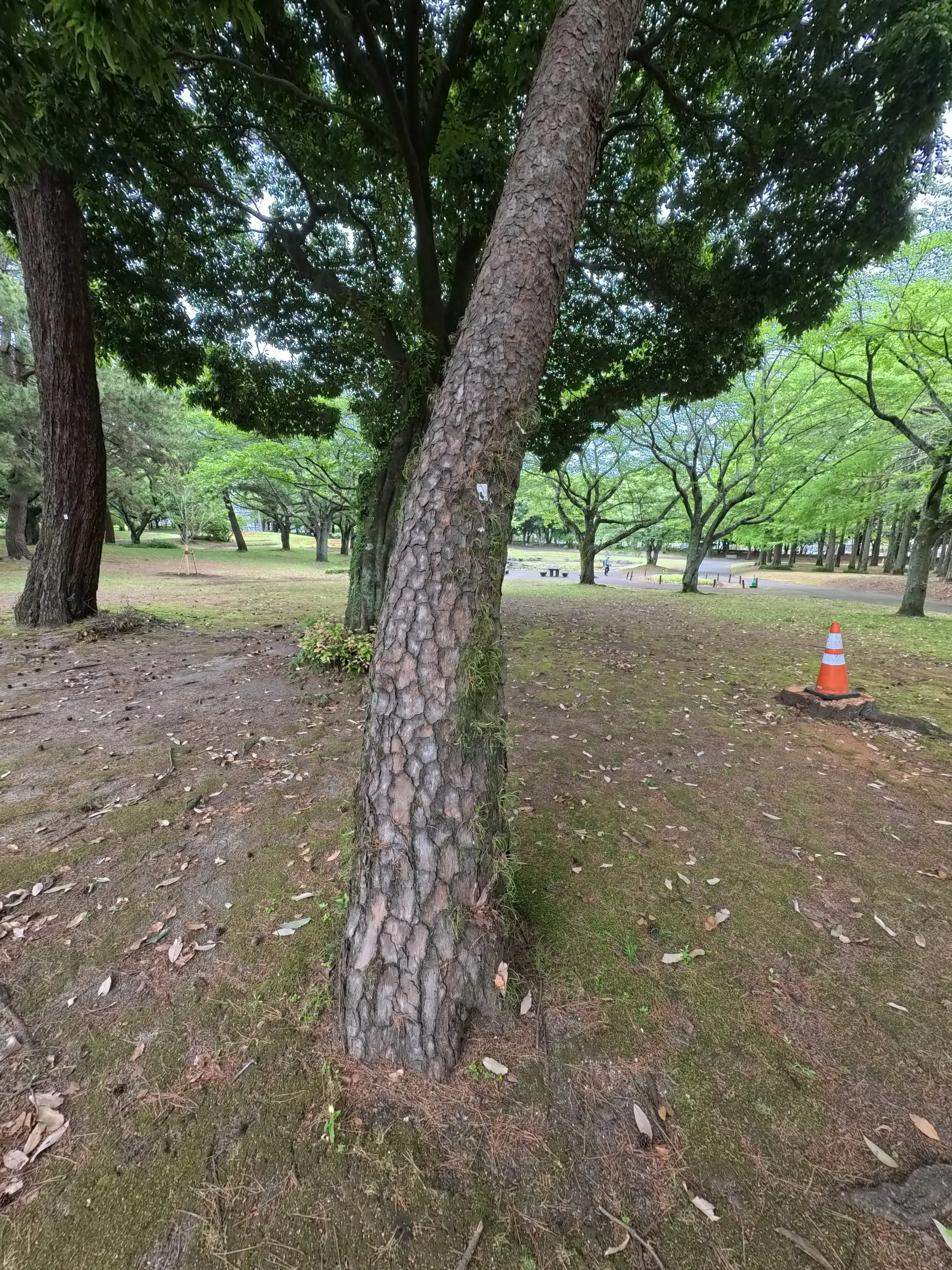 Beppu Park Tree