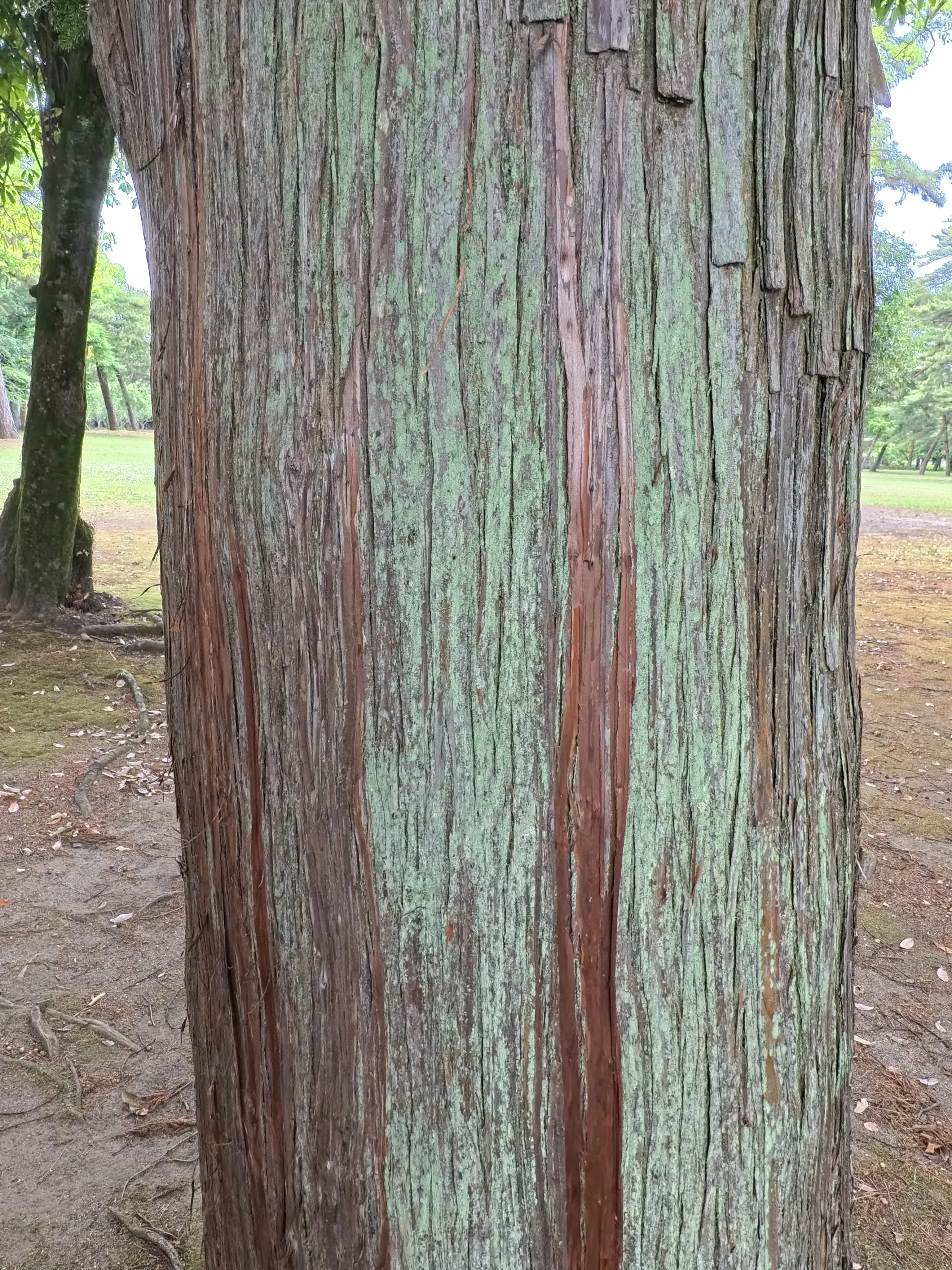 Beppu Park Tree