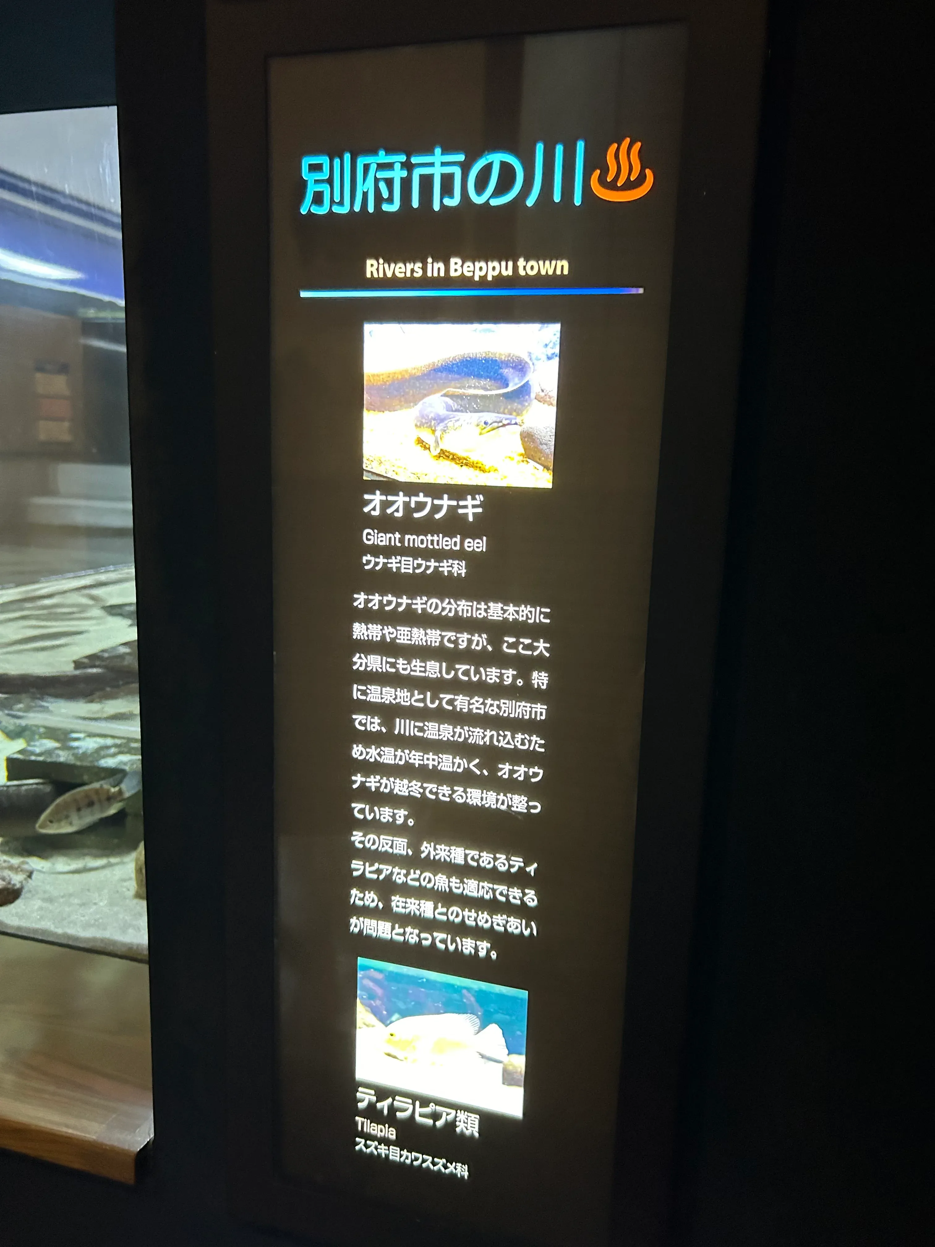 Umitamago Aquarium Huge Fish