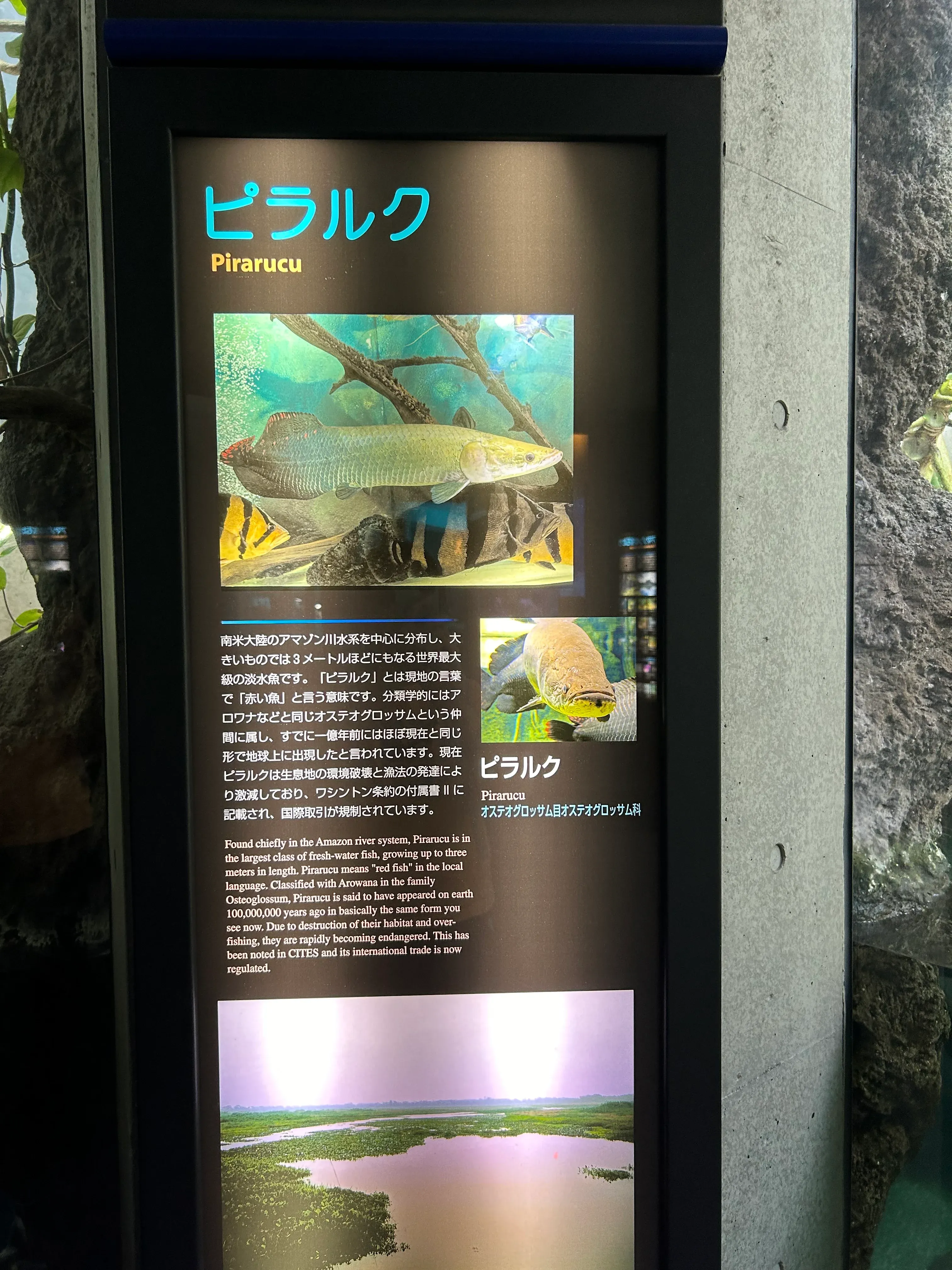 Umitamago Aquarium Huge Fish