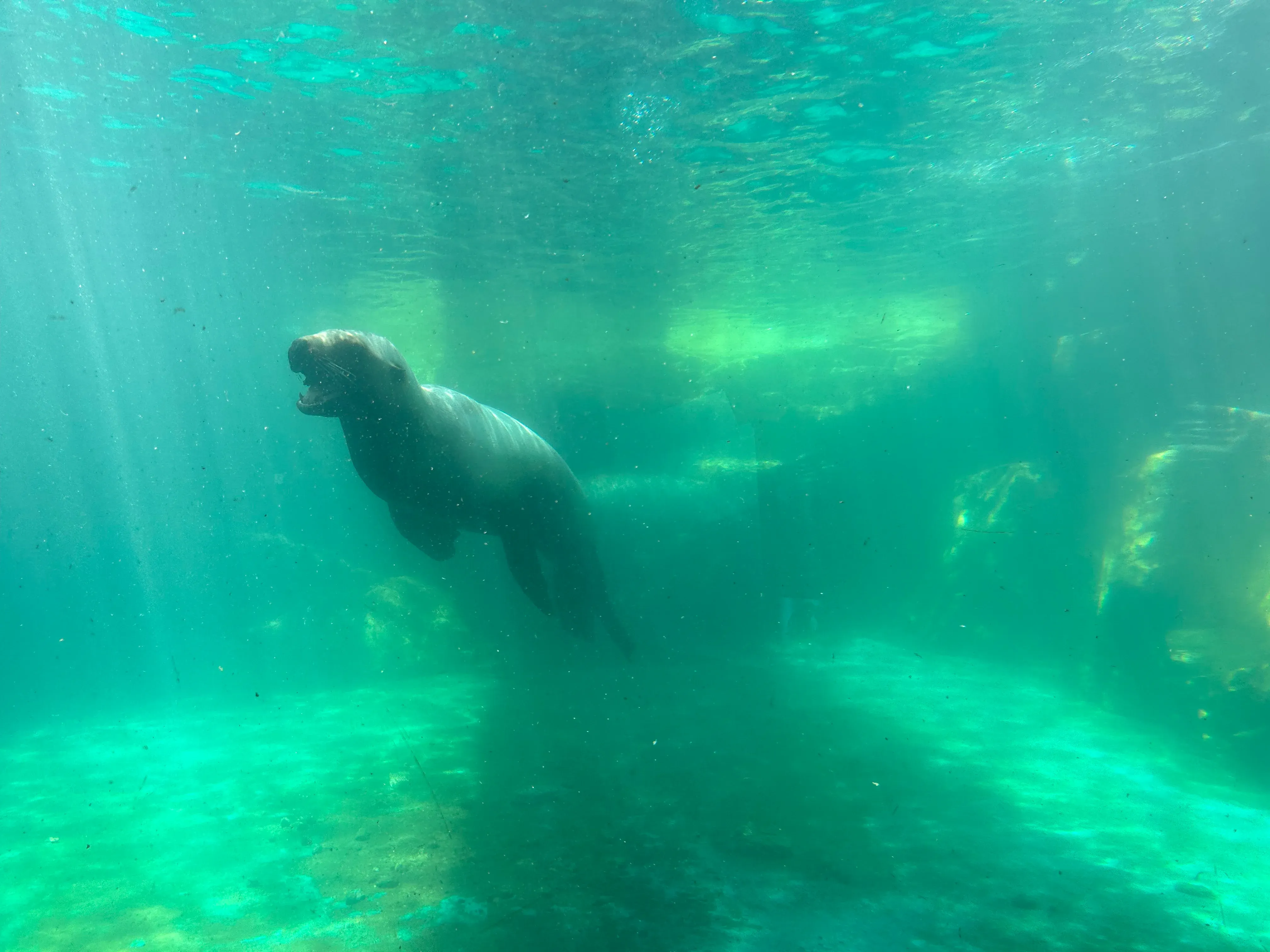 Walrus