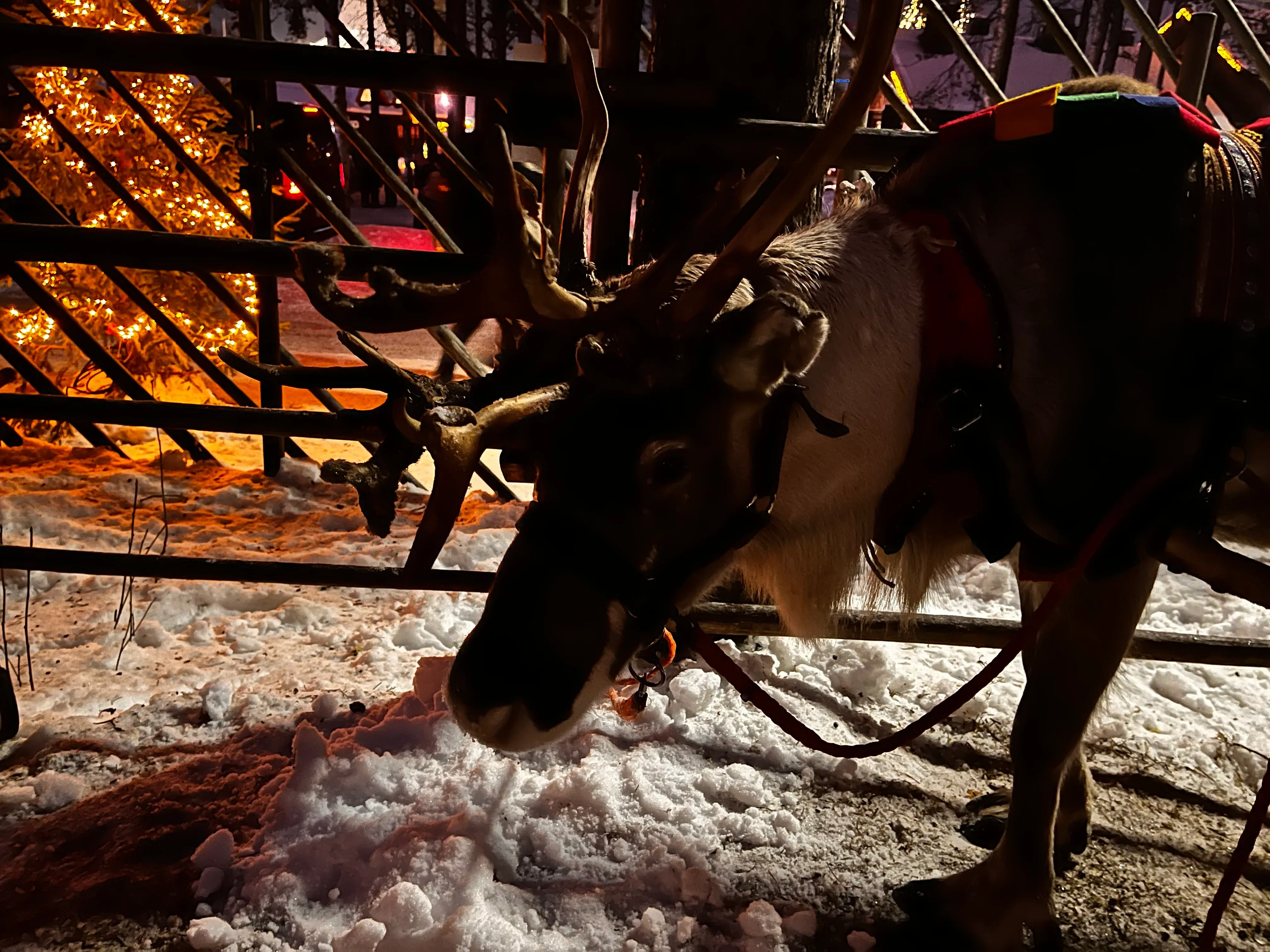 Reindeer Sled Ride