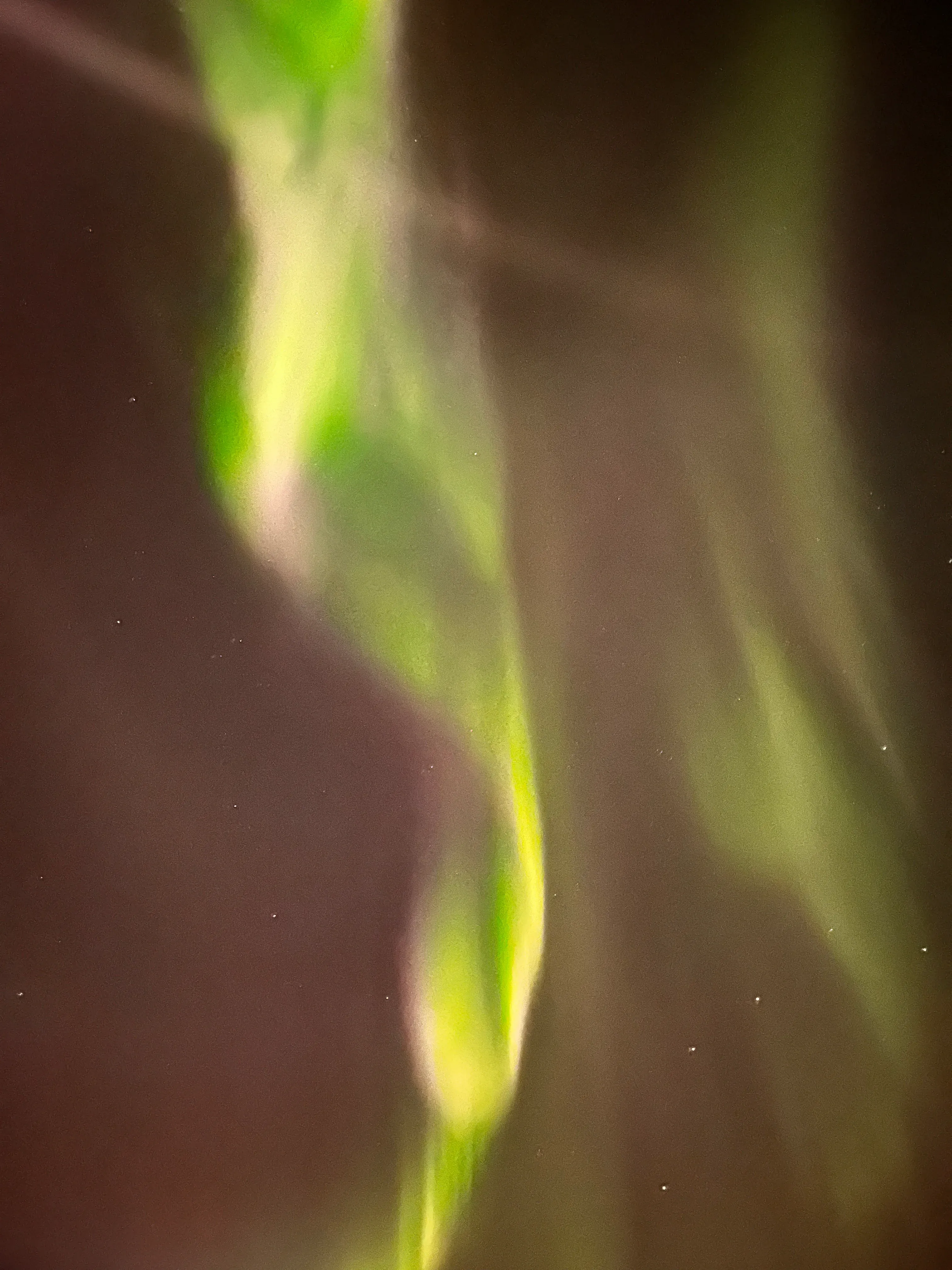 Tromsø Aurora